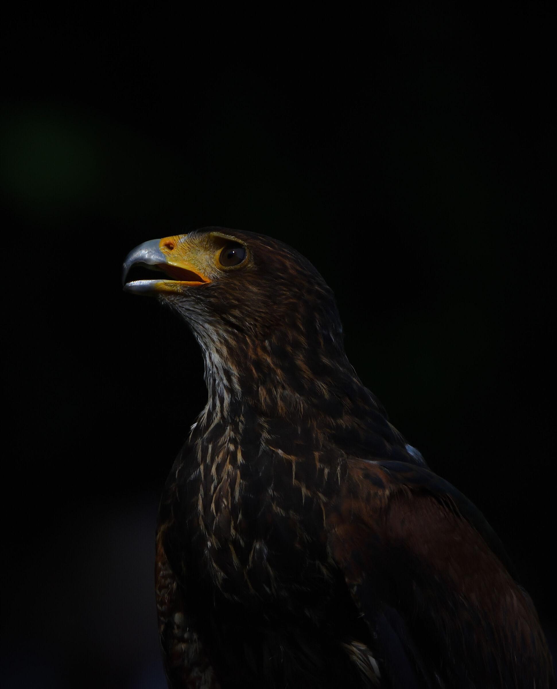European sea eagle, Haliaeetus albicilla