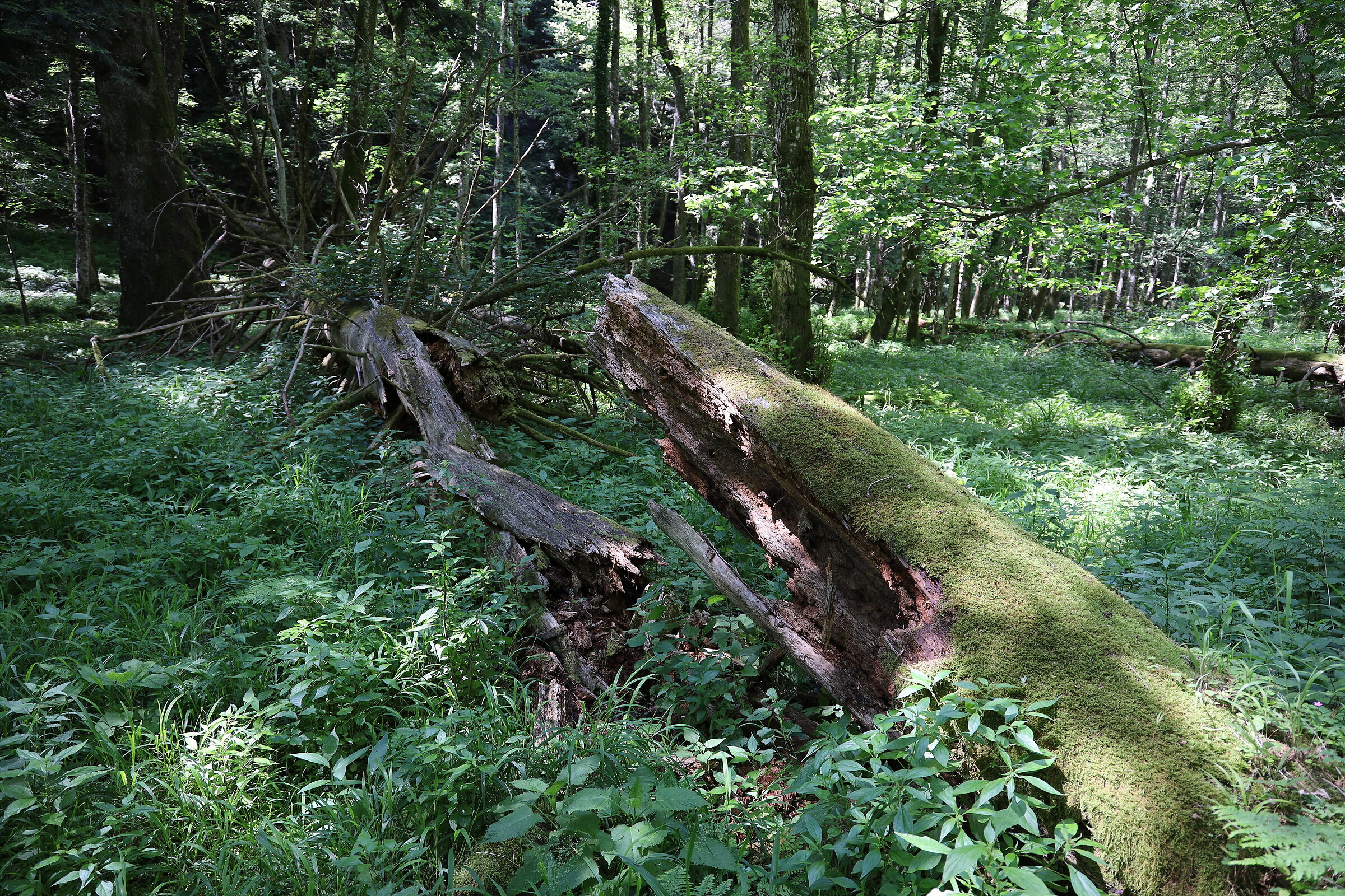 La Foresta della Lama 2