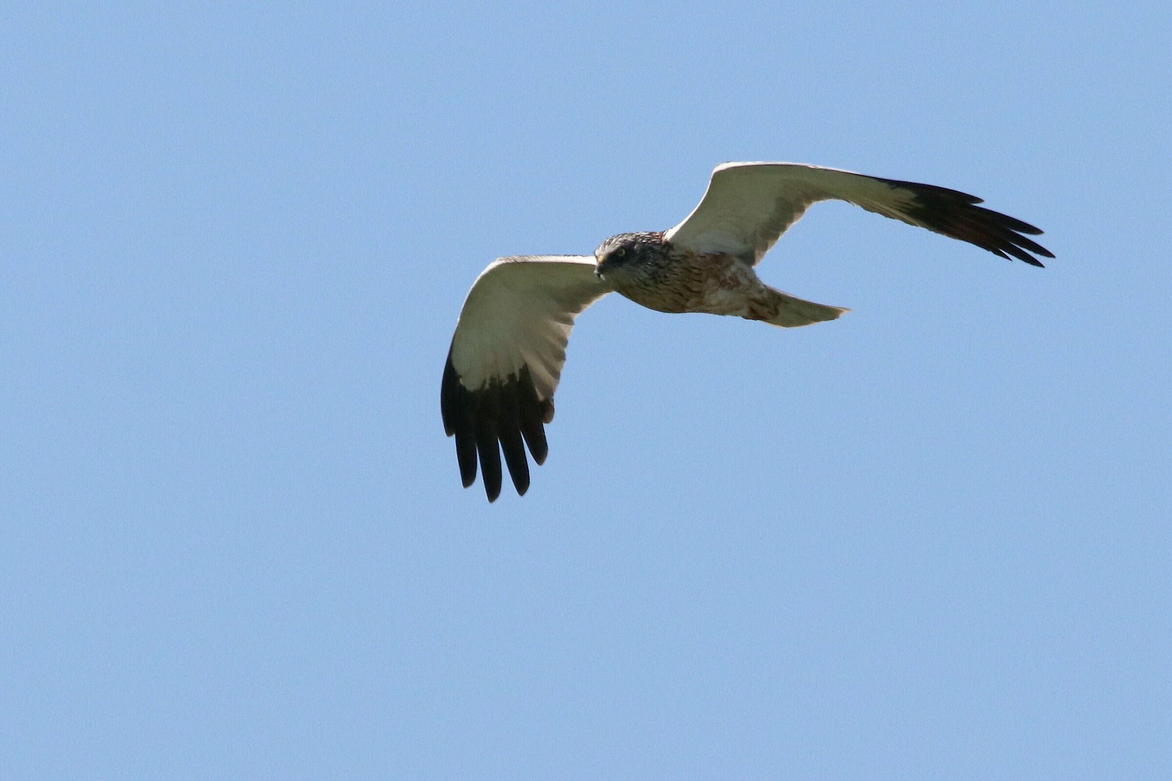 Royal Albanella male
