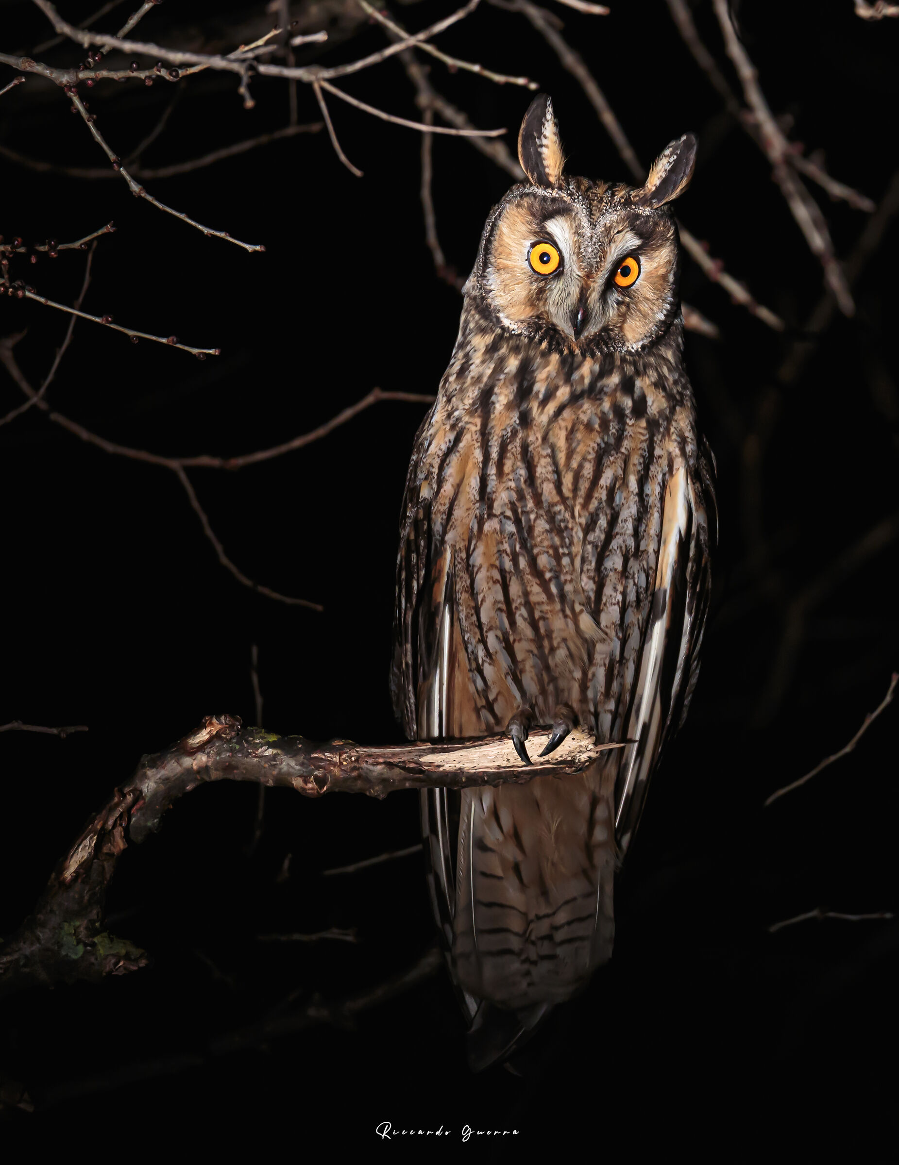 Asio Otus