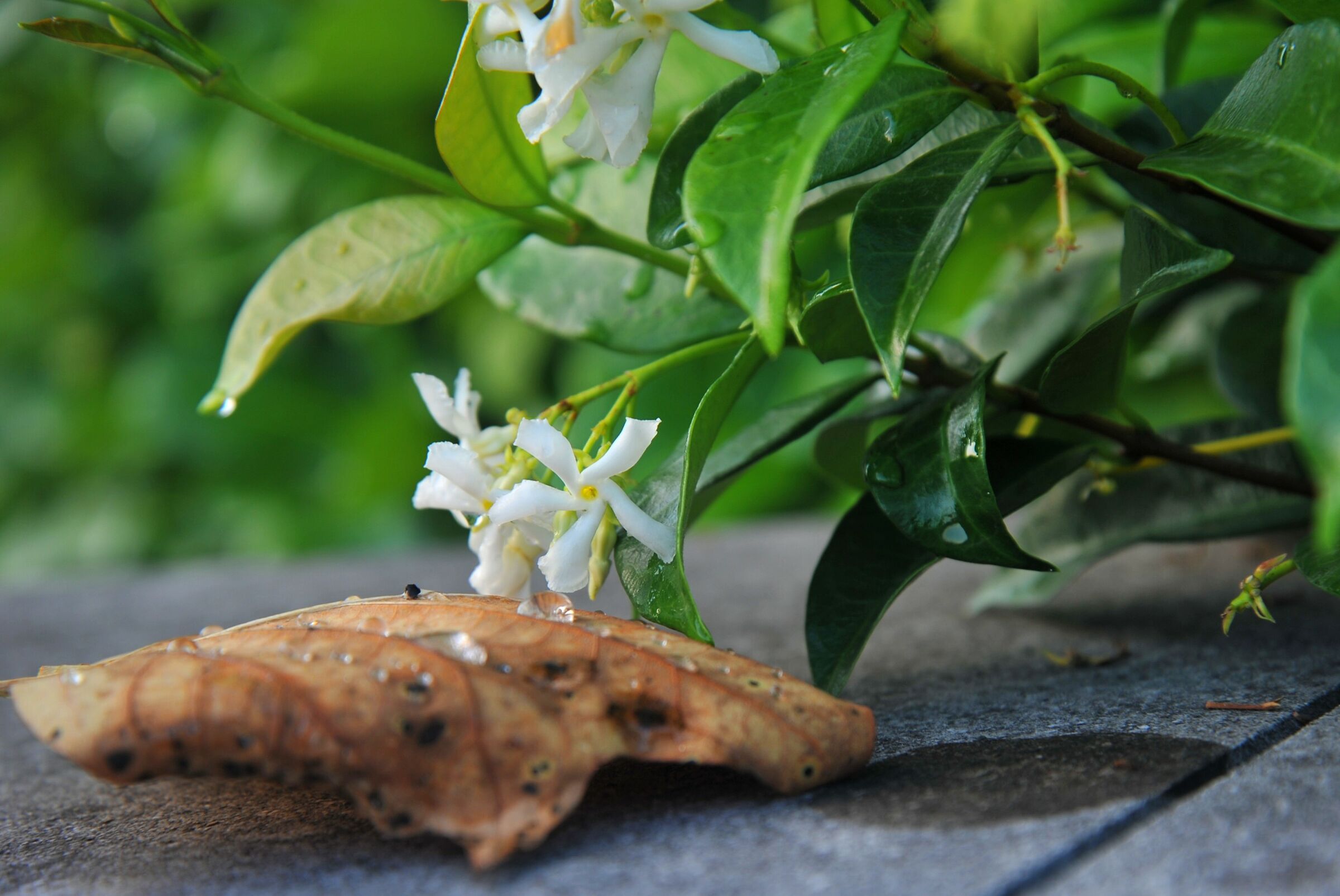 jasmine after rain