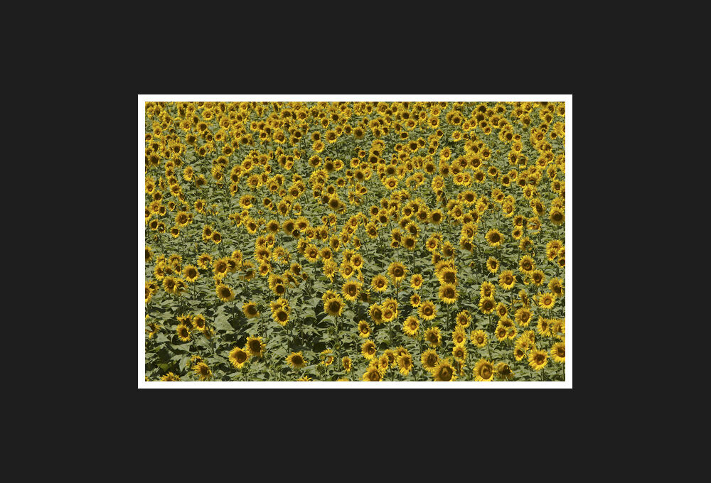 sunflower, 2009