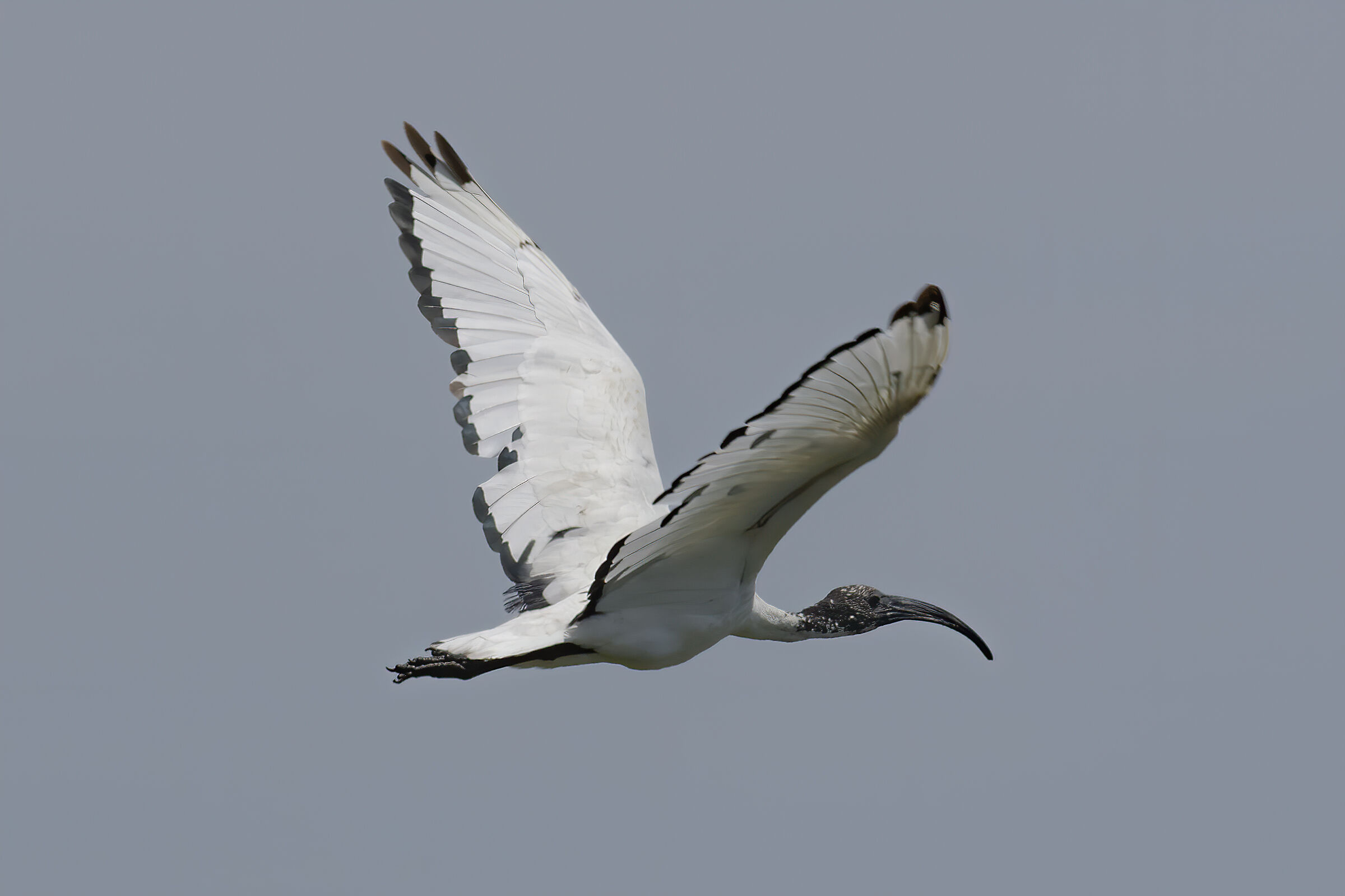 Scardovari - Ibis Sacro