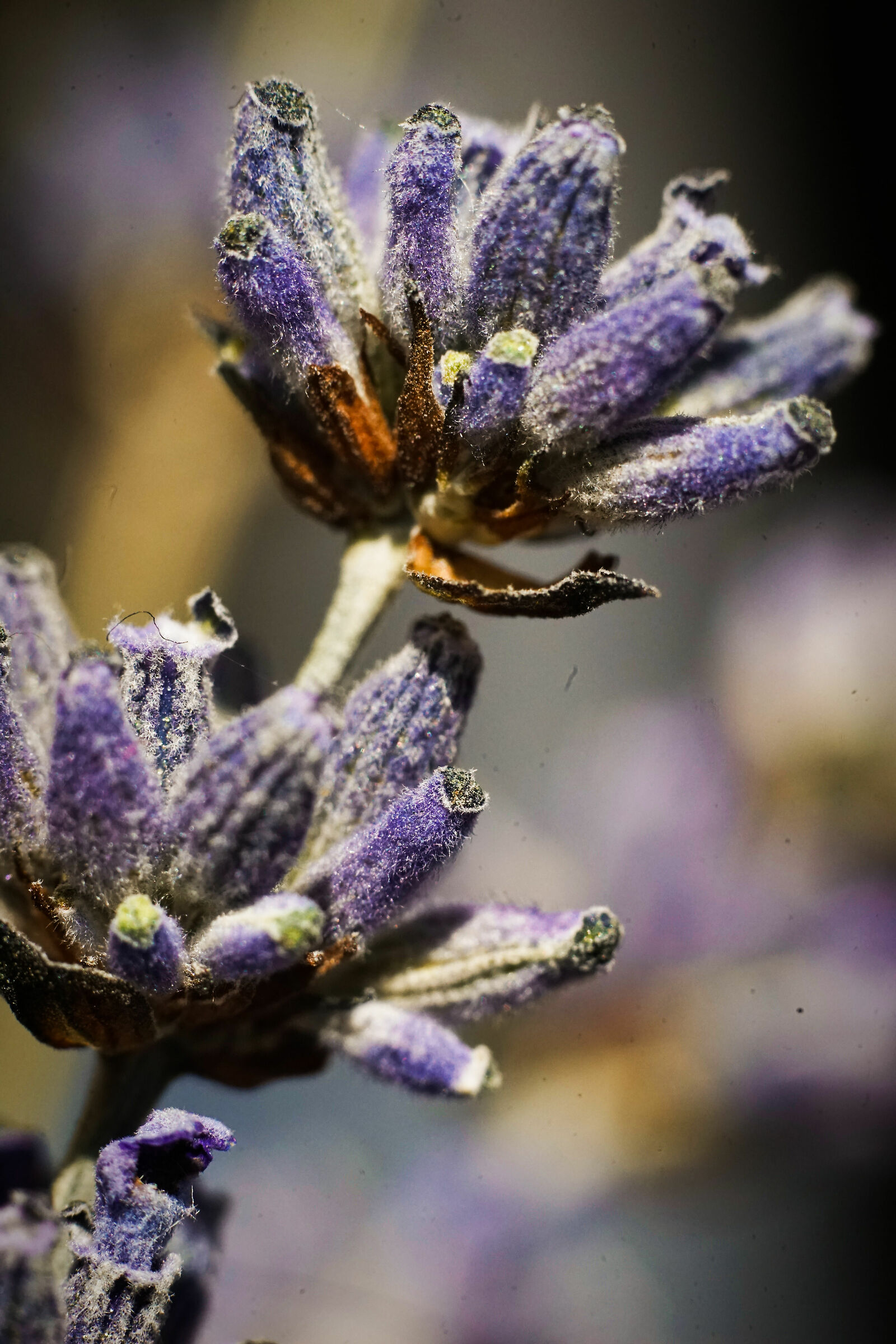 Macro lavanda