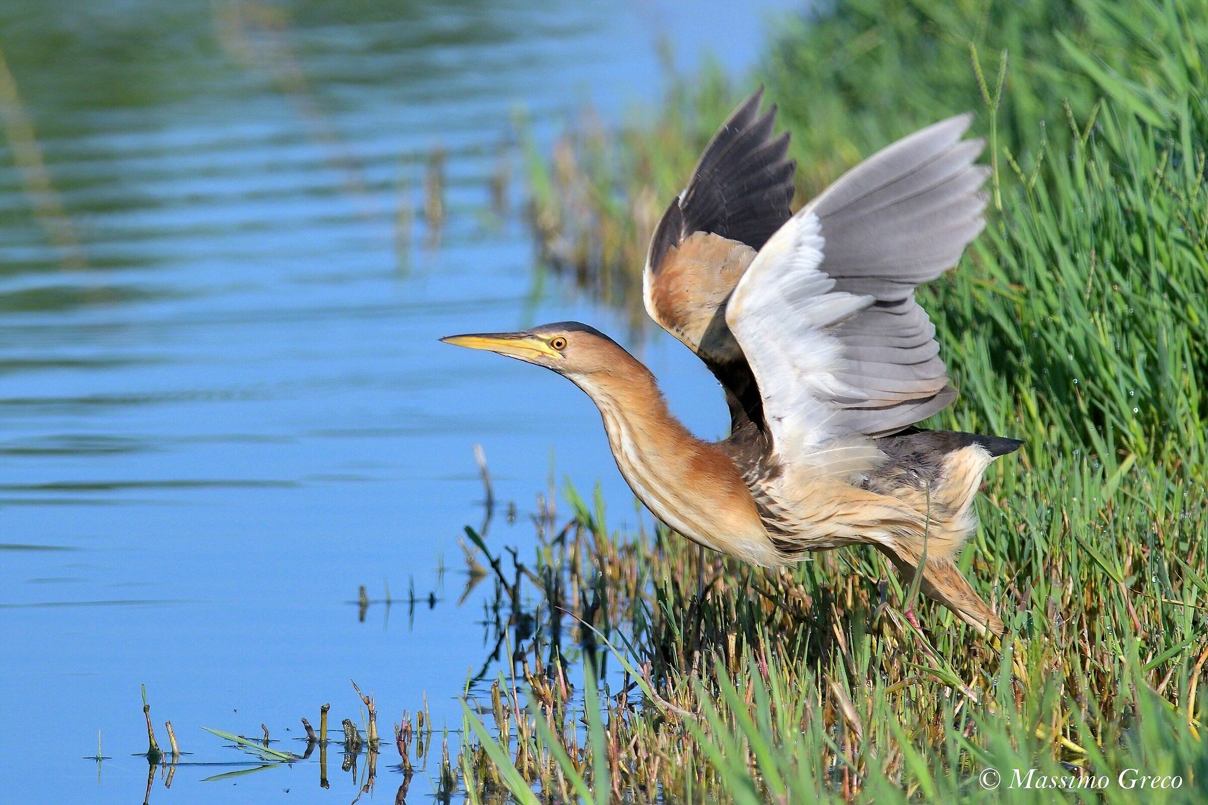 Tarabusino (Ixobrychus minutus)