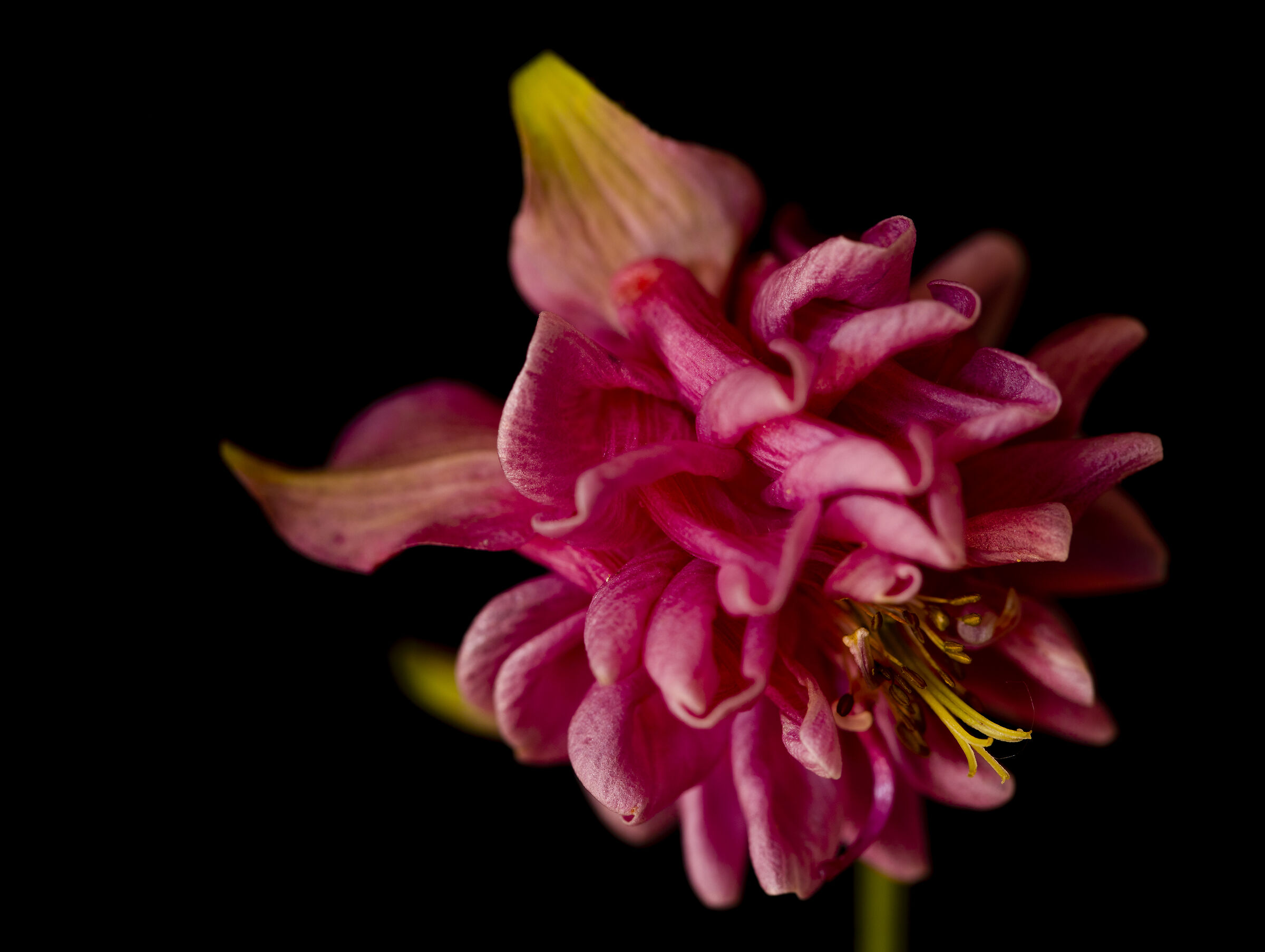 Aquilegia