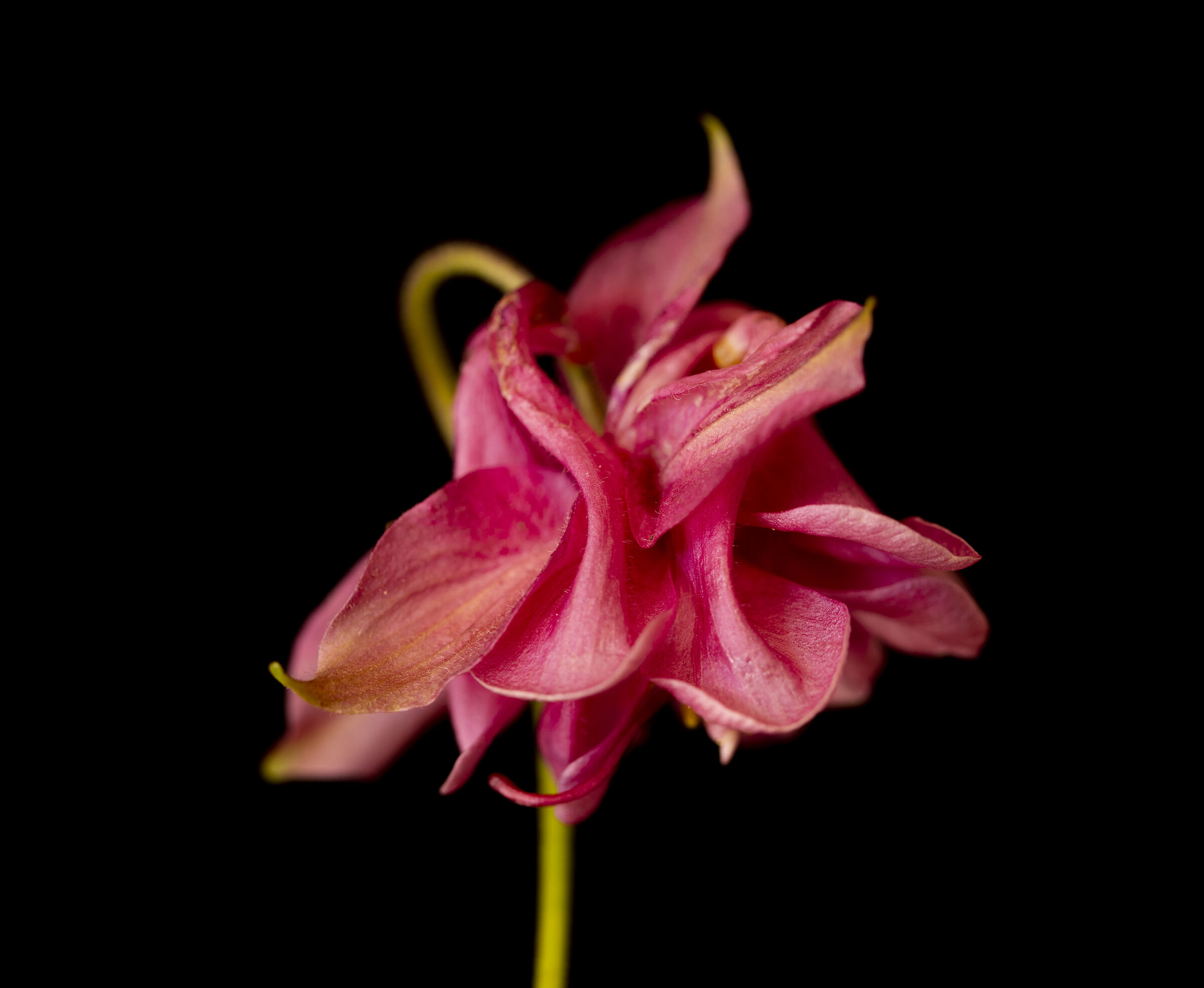 Aquilegia