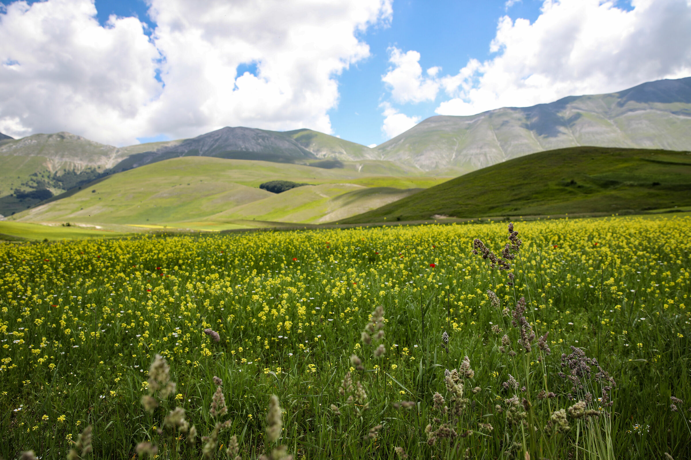 Flowering in Castelluccio di Norcia