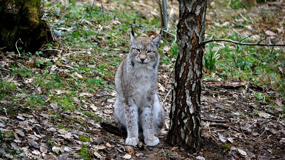 Lynx
