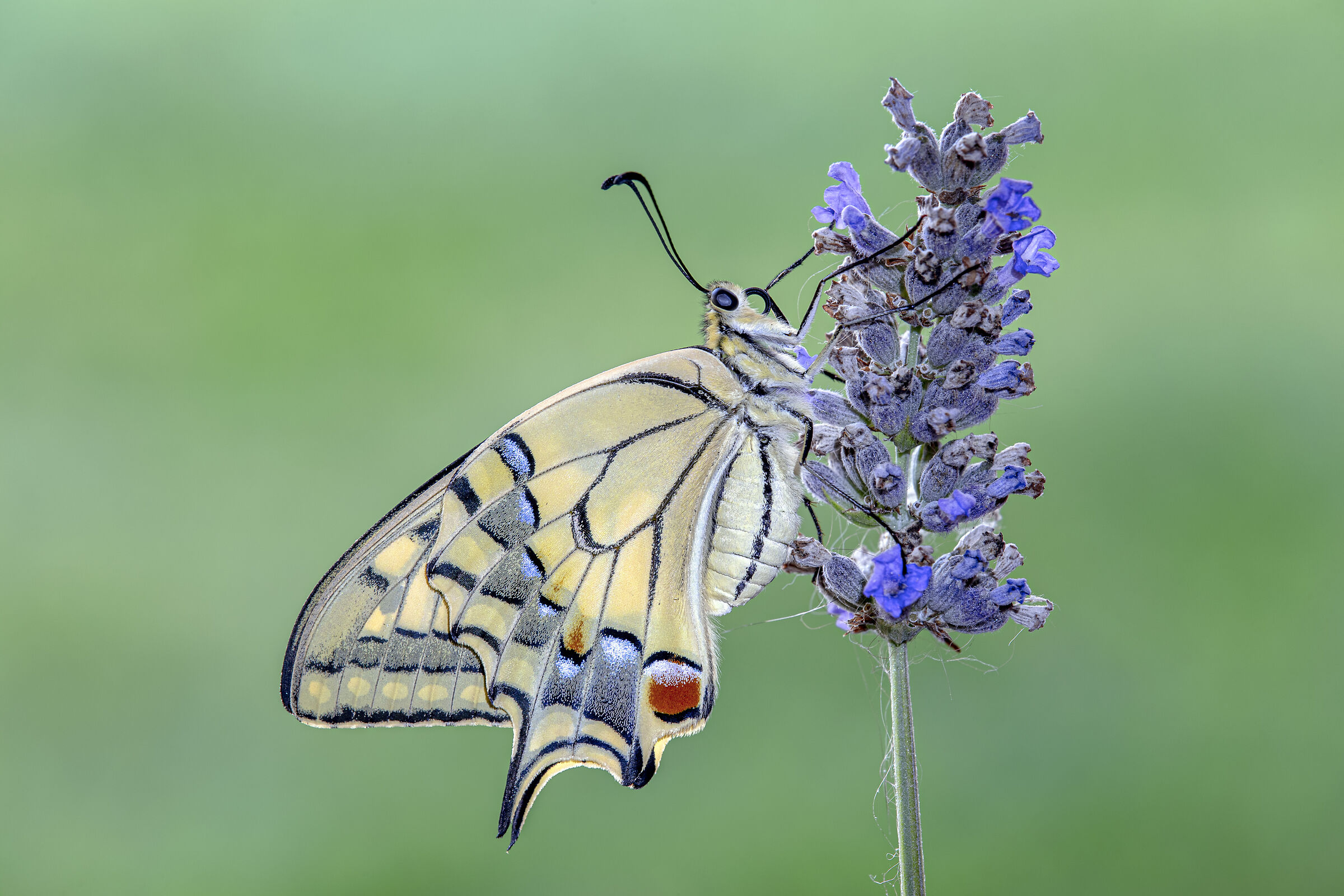 Papilio machaon su fiore lavanda