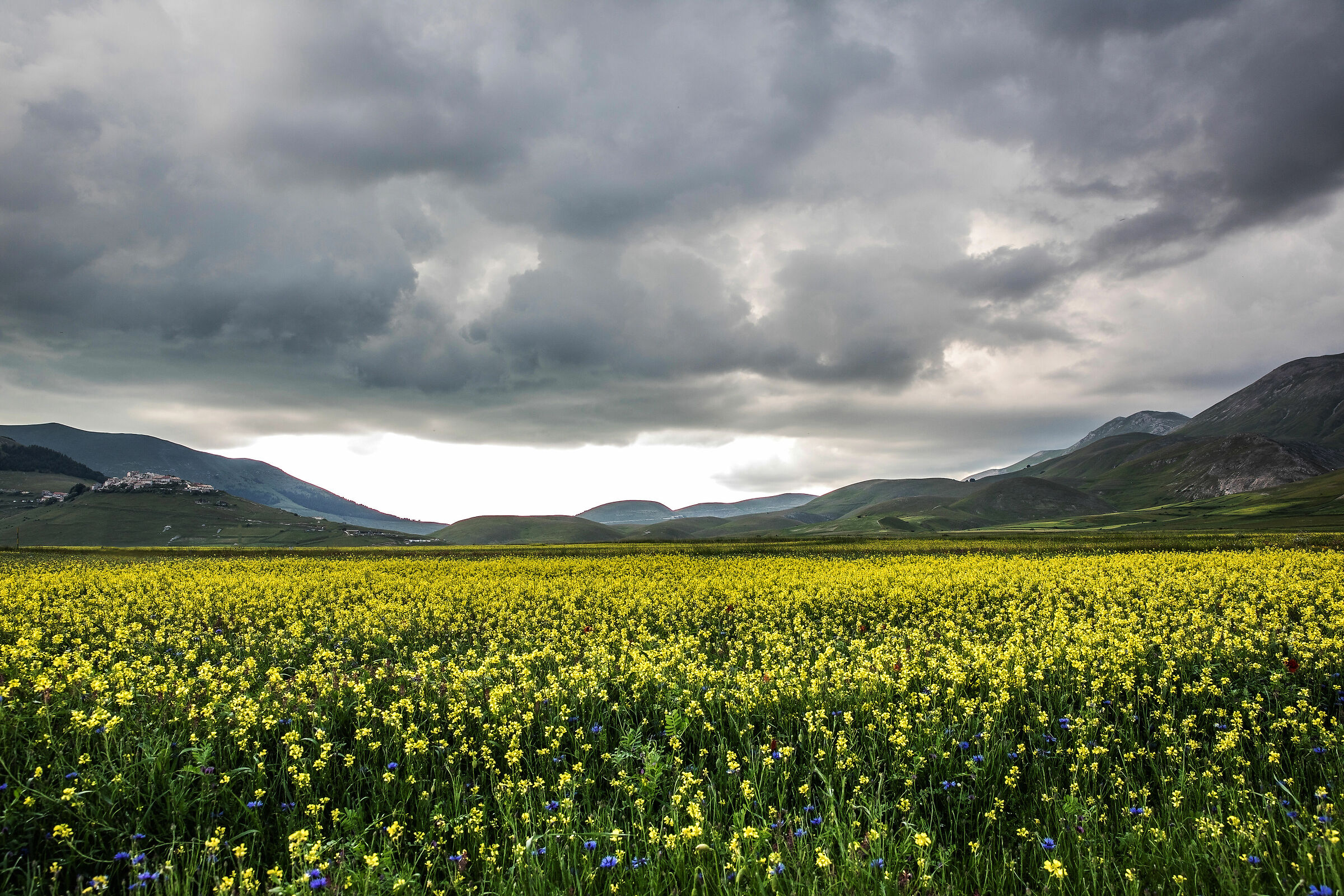 Nel segno del giallo 4