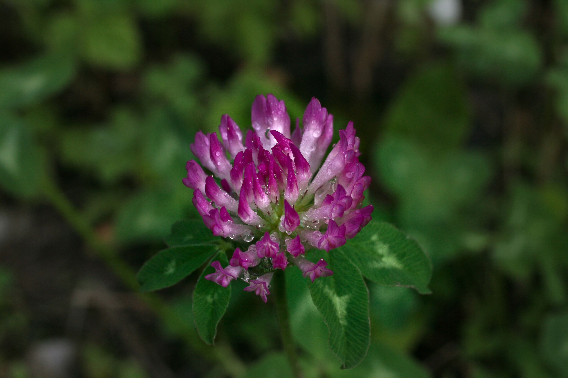 Clover Flower