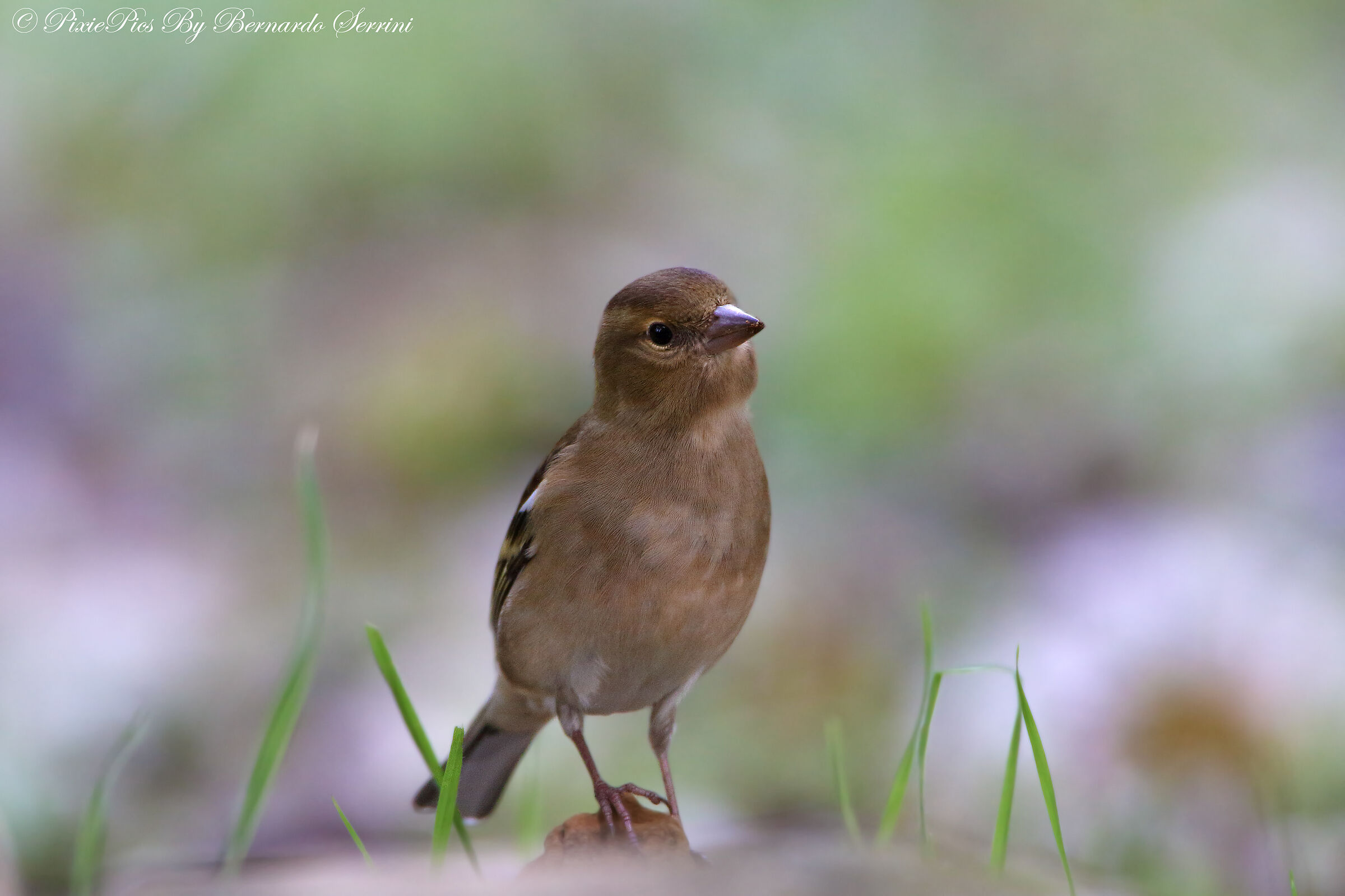 Female finch