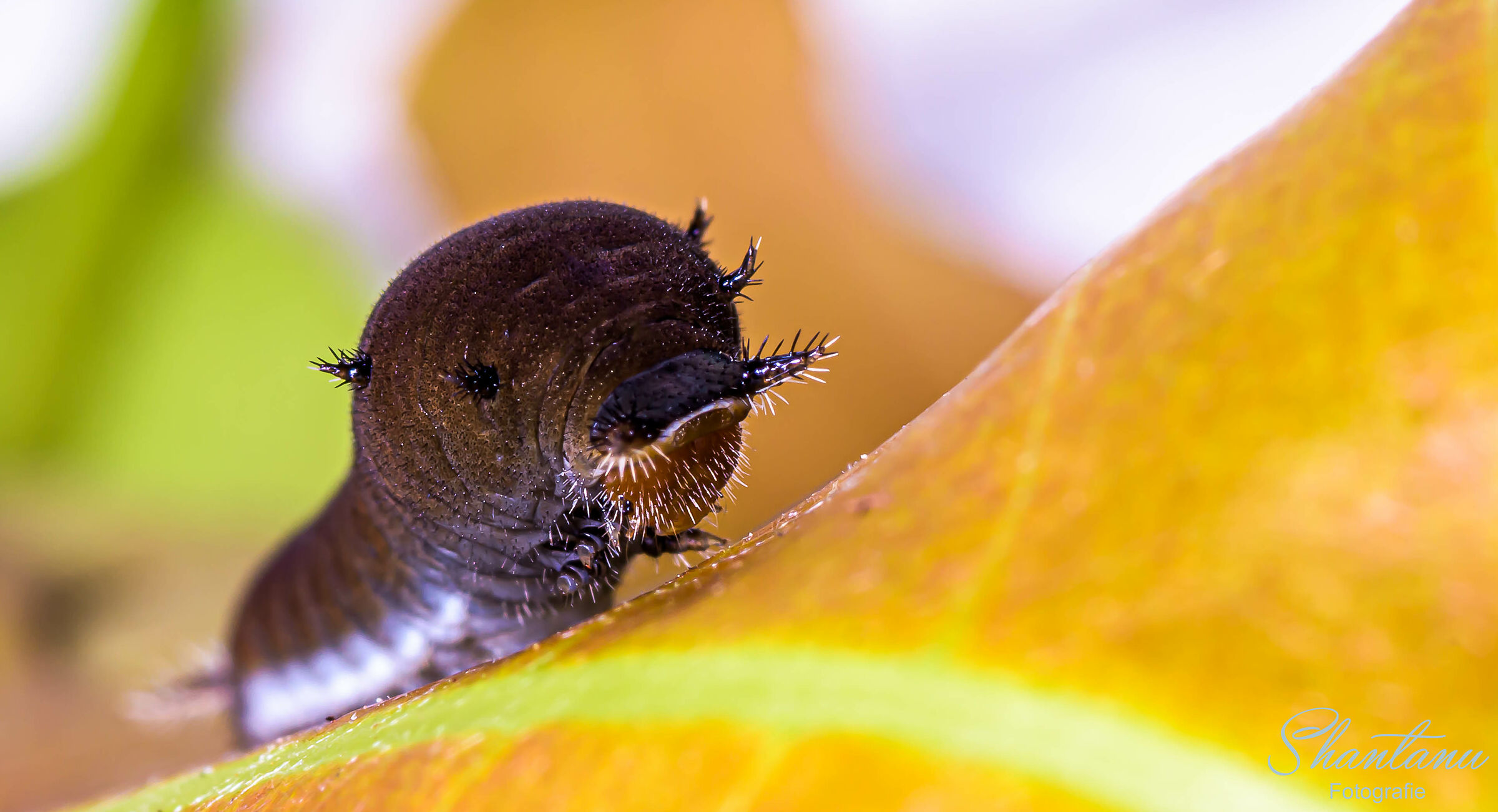 comune jay pupa... cutie torta