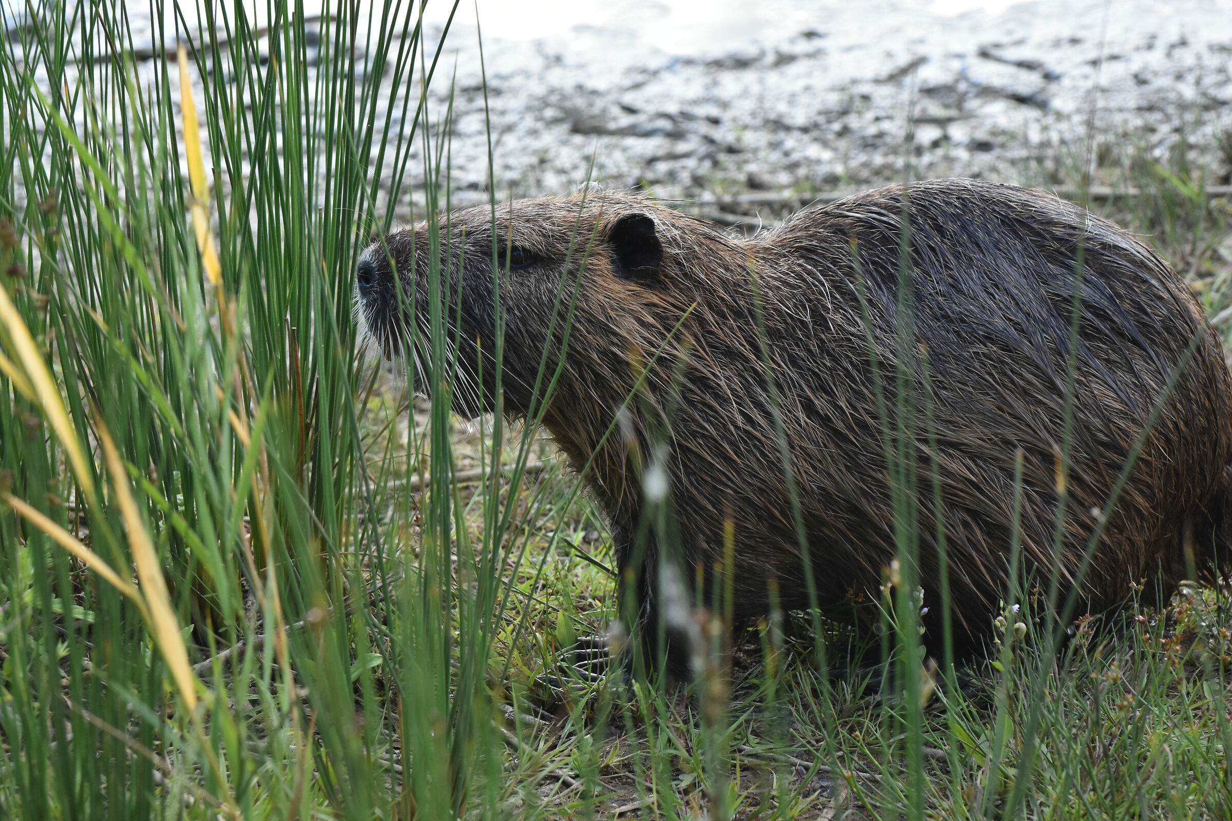 Nutria...