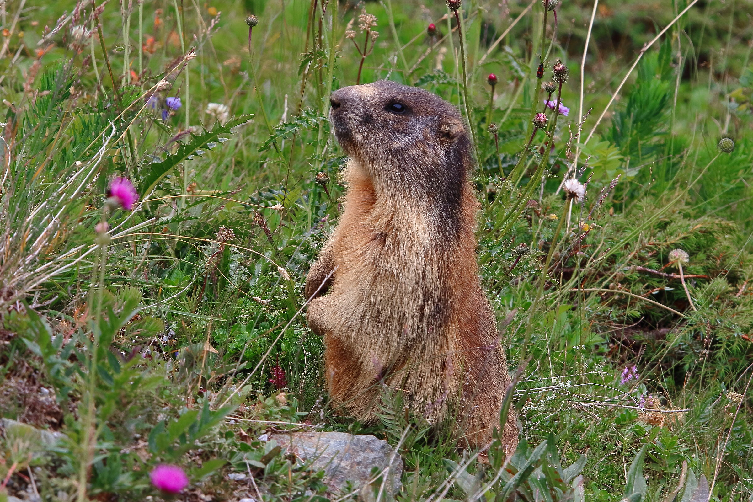 marmotta in posa