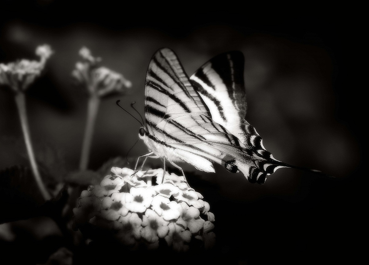 Unbearable Lightness ...