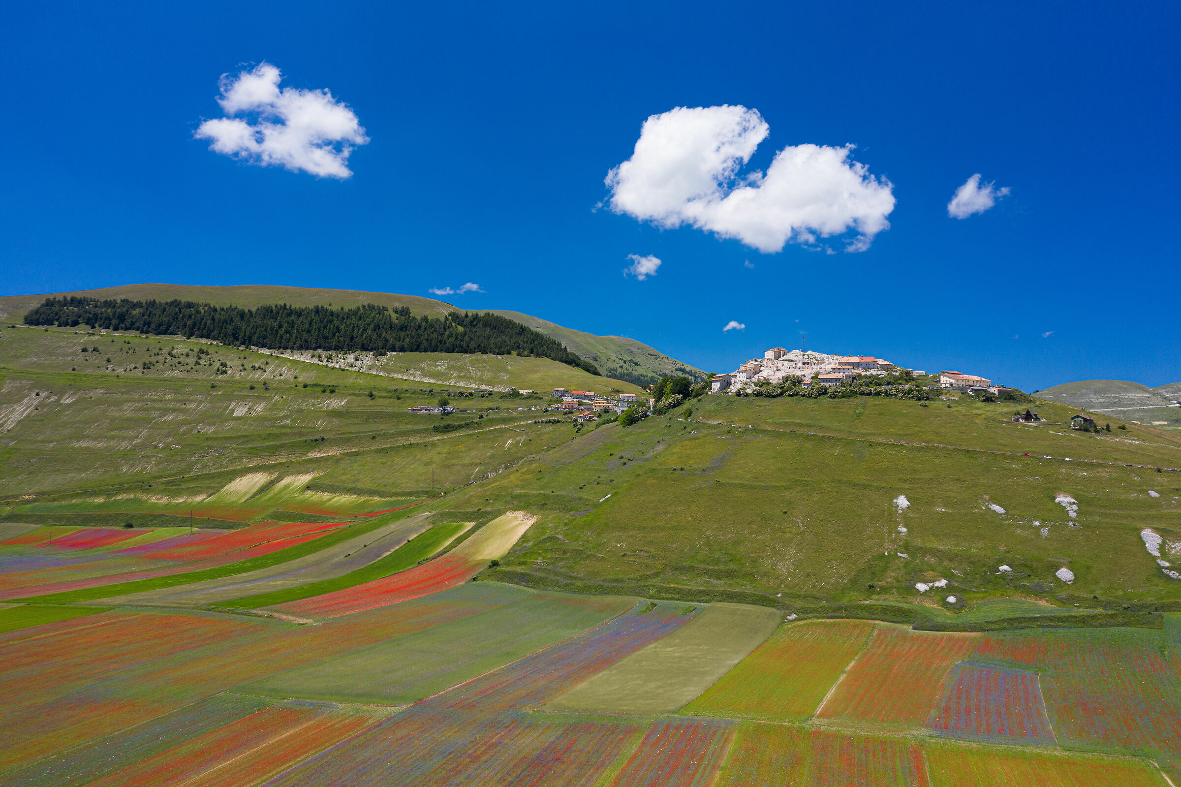 Castelluccio di Norcia, flowering 2020