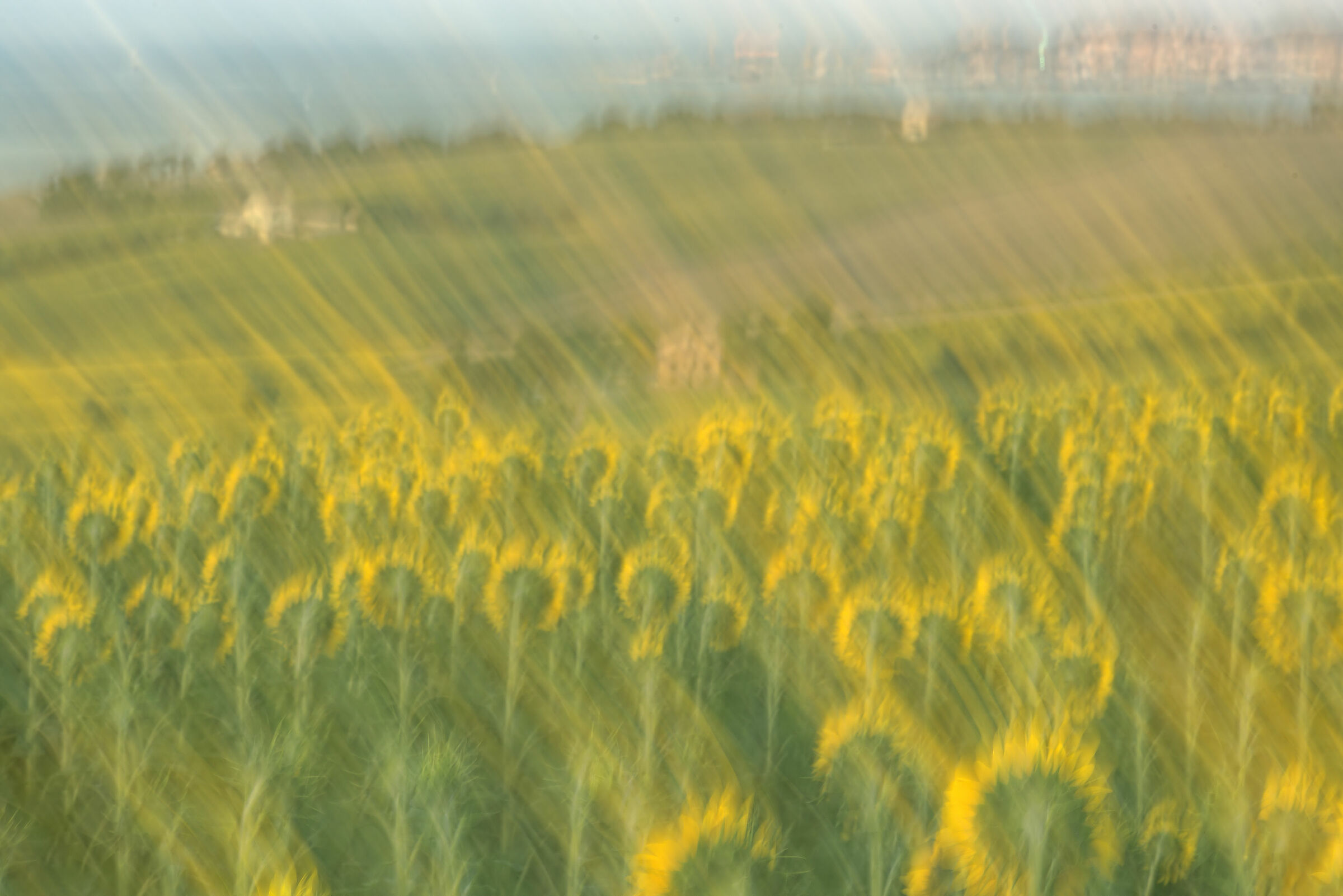 Sunflowers