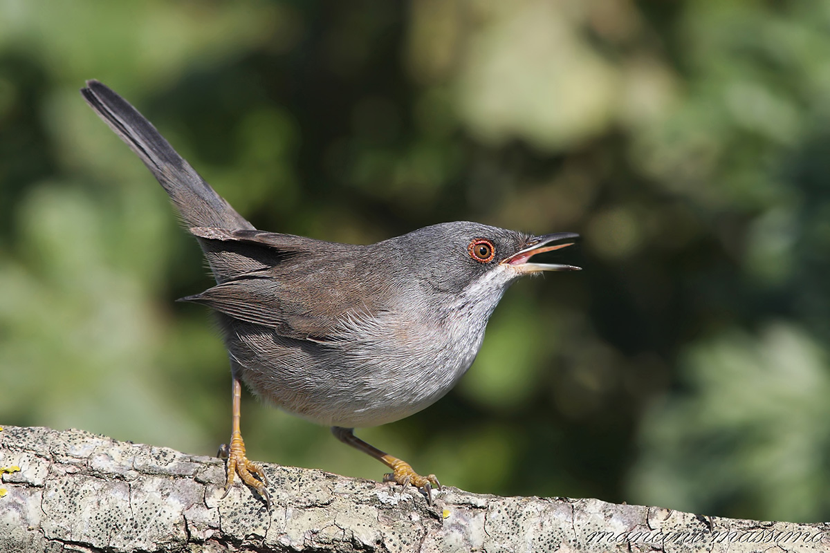 occhiocotto F( S ylvia  melamocephala)