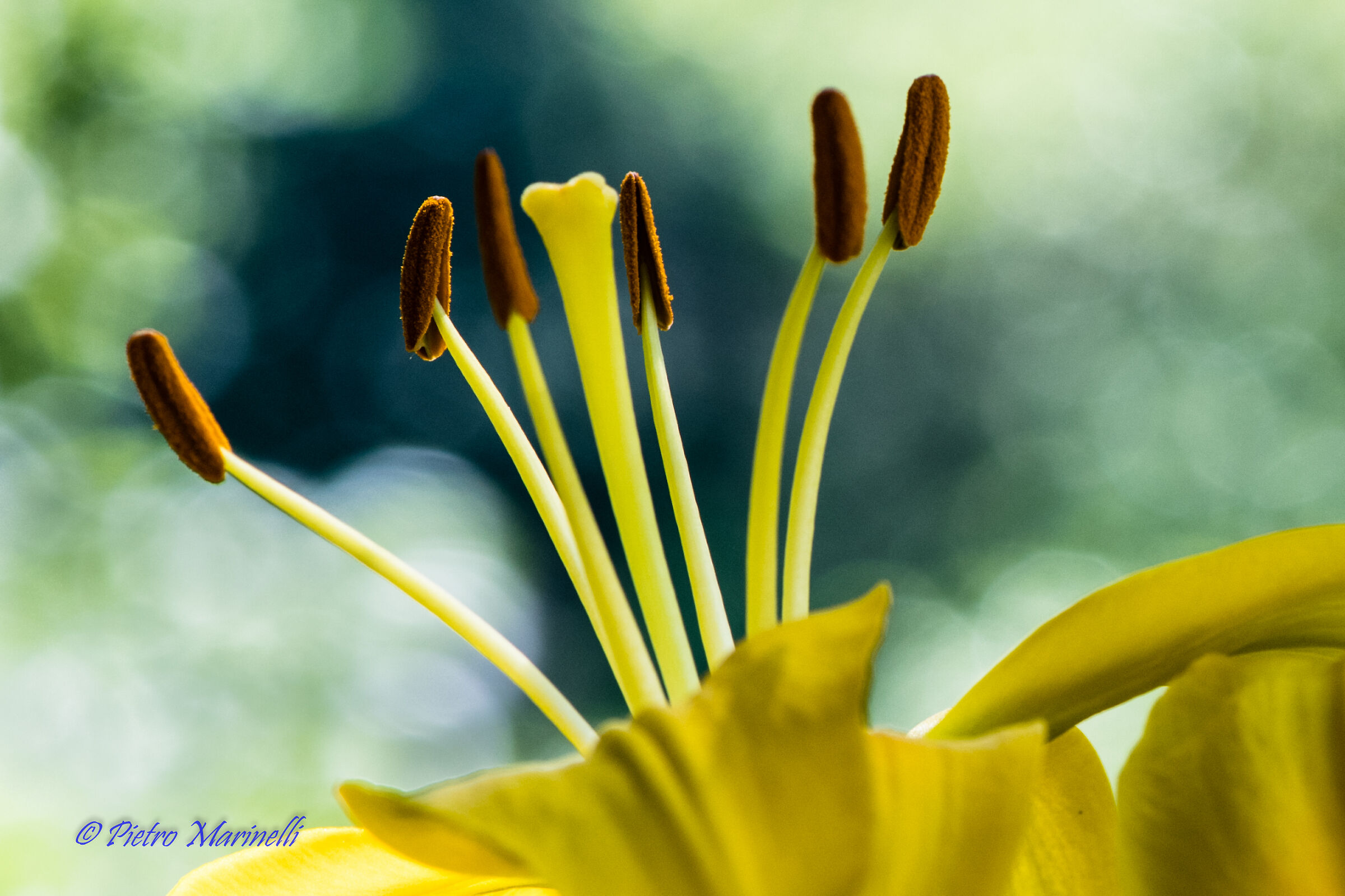 stames and lily pistil