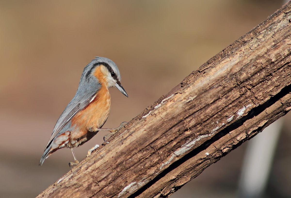 Nuthatch