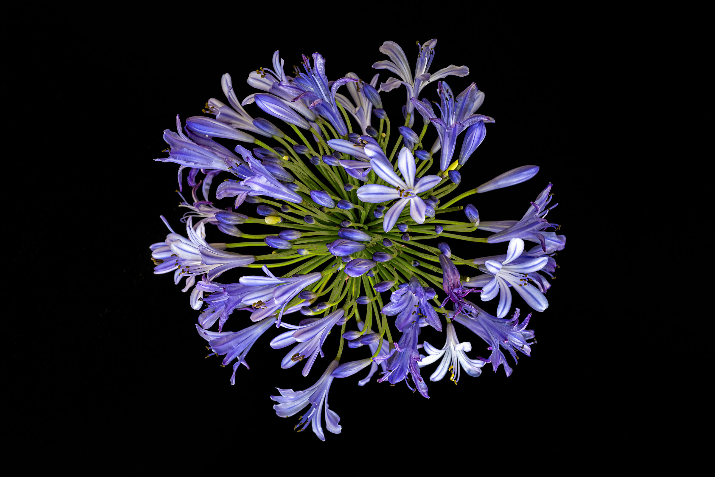 Agapanthus