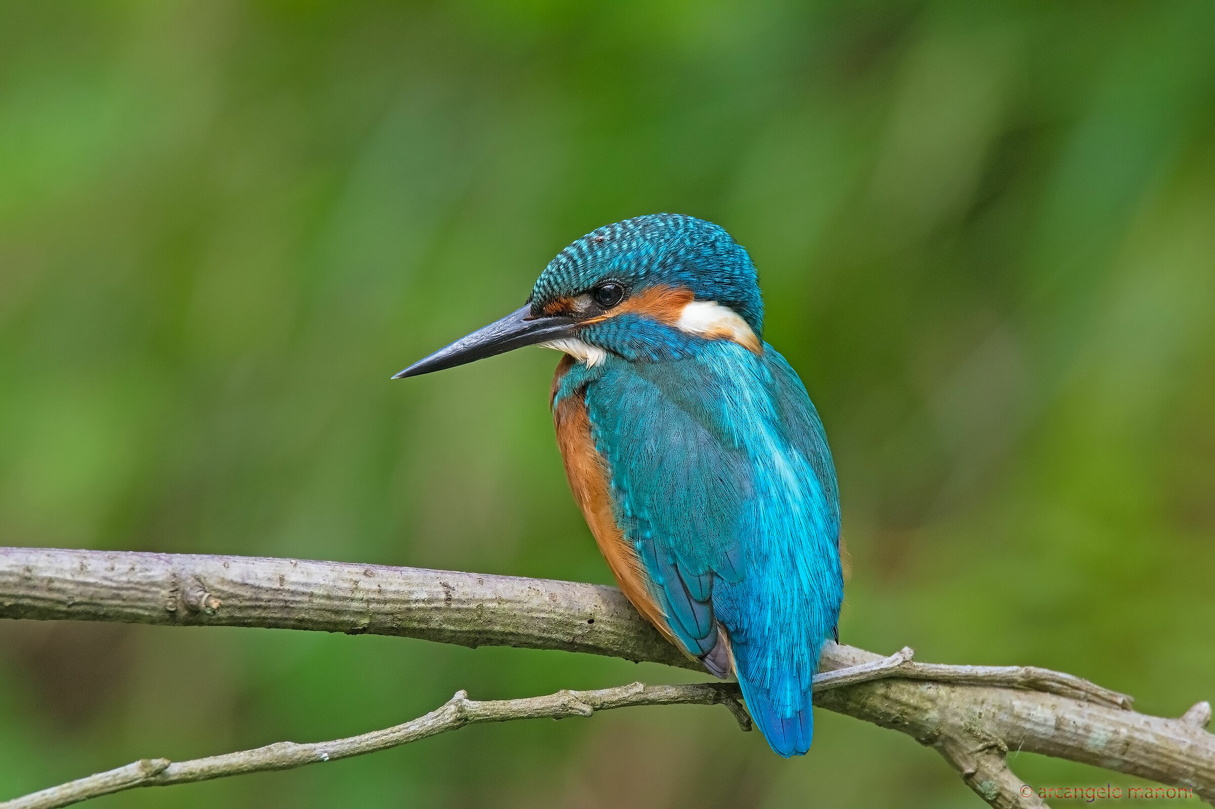 The King of the River