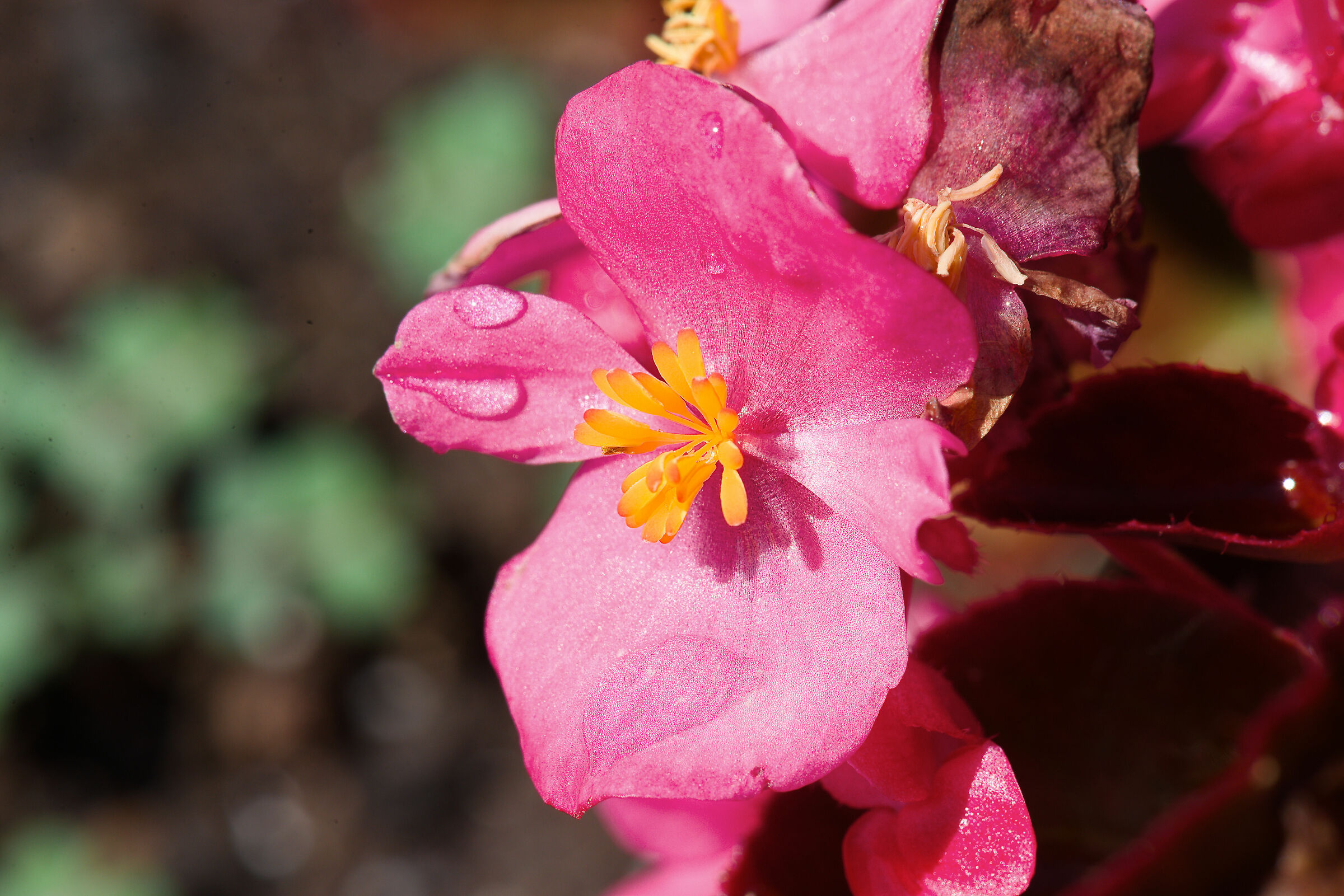 Begonia
