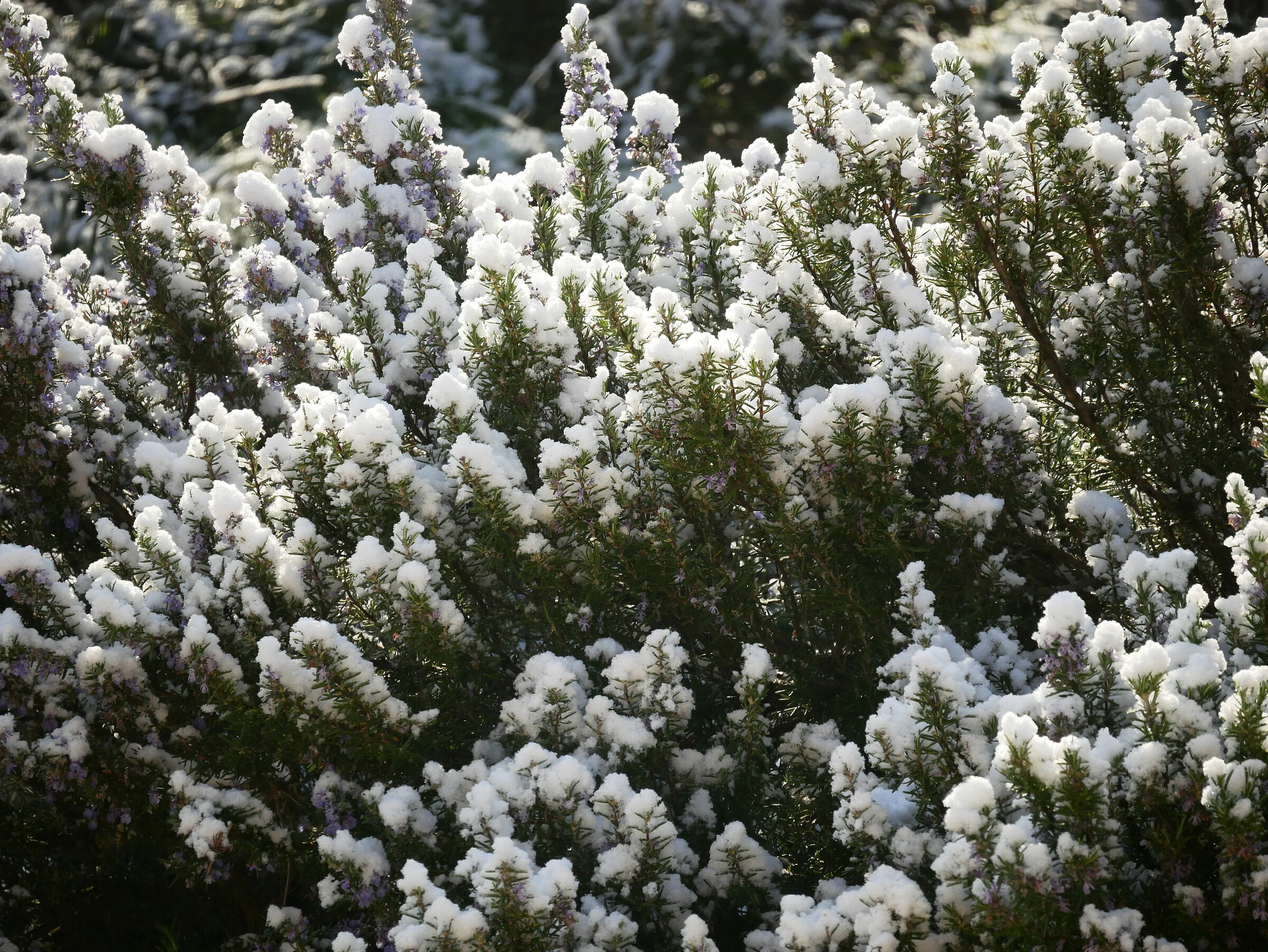 Rosemary in lock-down
