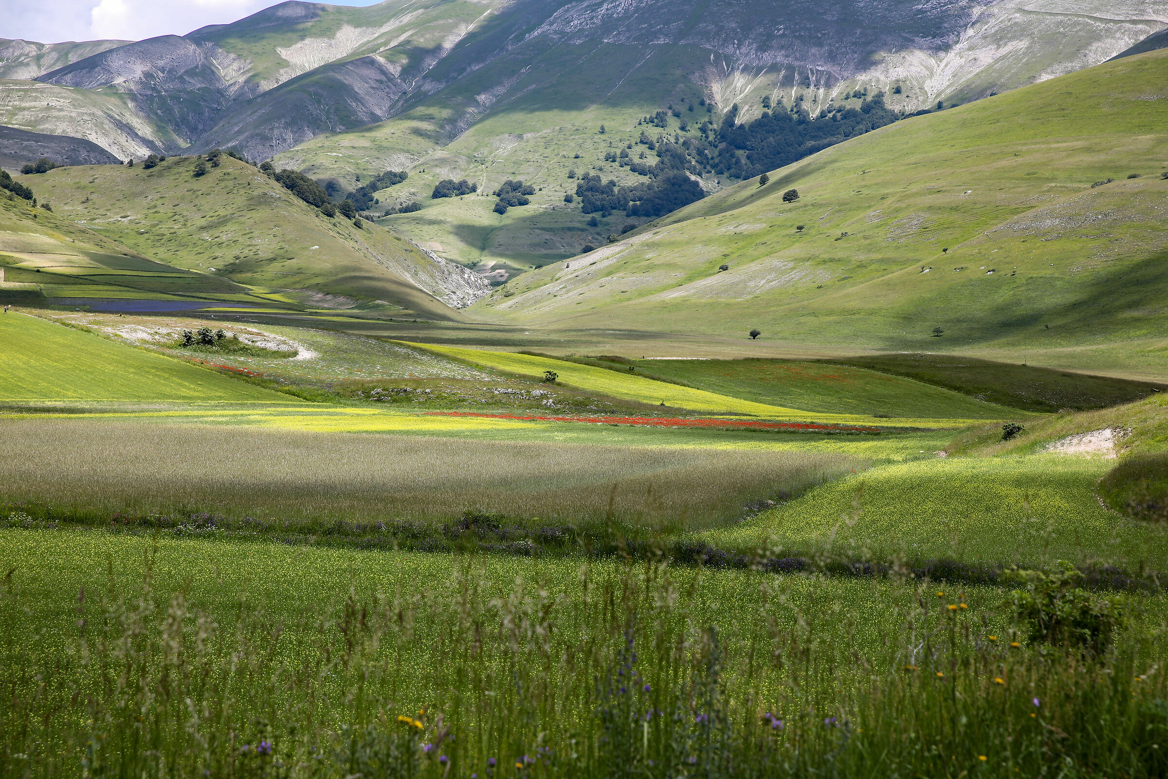 Flowering in Castelluccio di Norcia