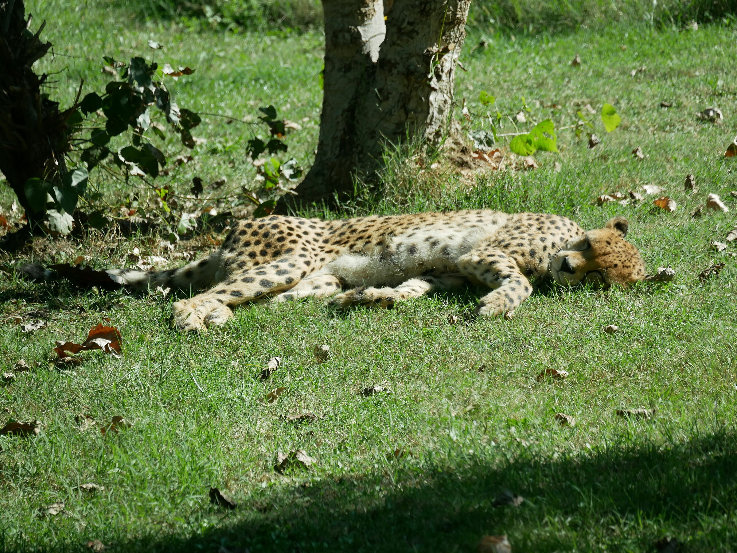 Siesta...