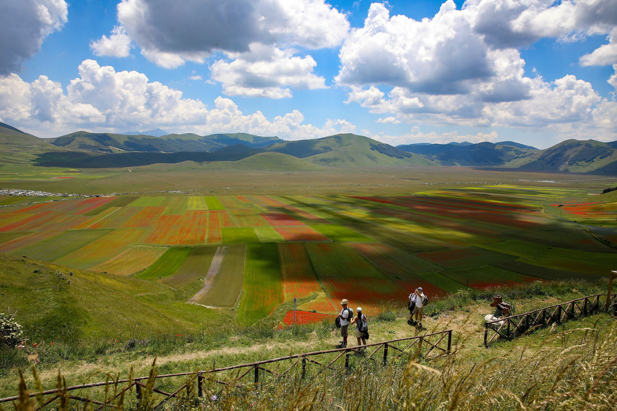 Flowering in Castelluccio di Norcia