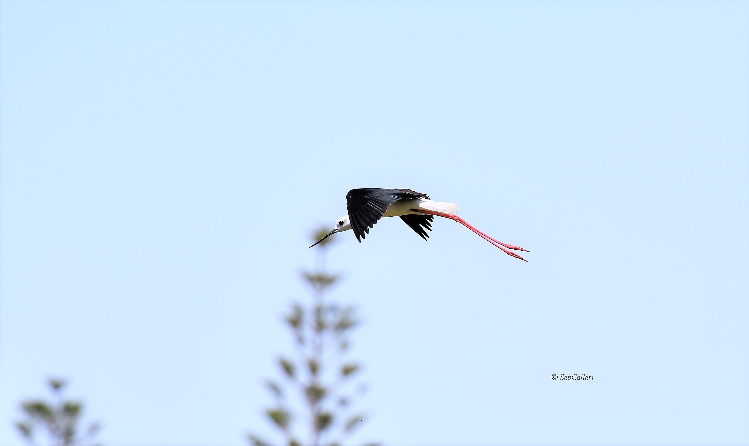 "Marzamemi and the flying knight..."