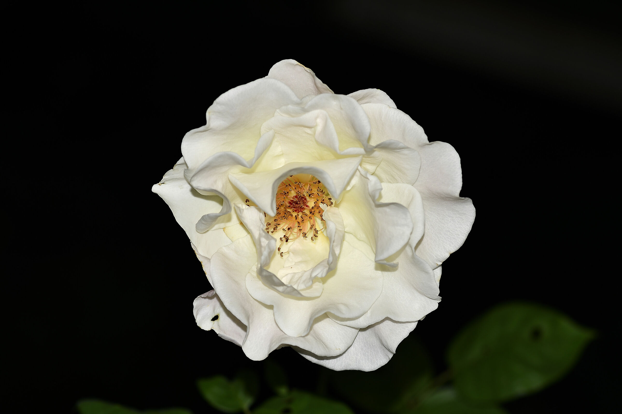 Just blossomed