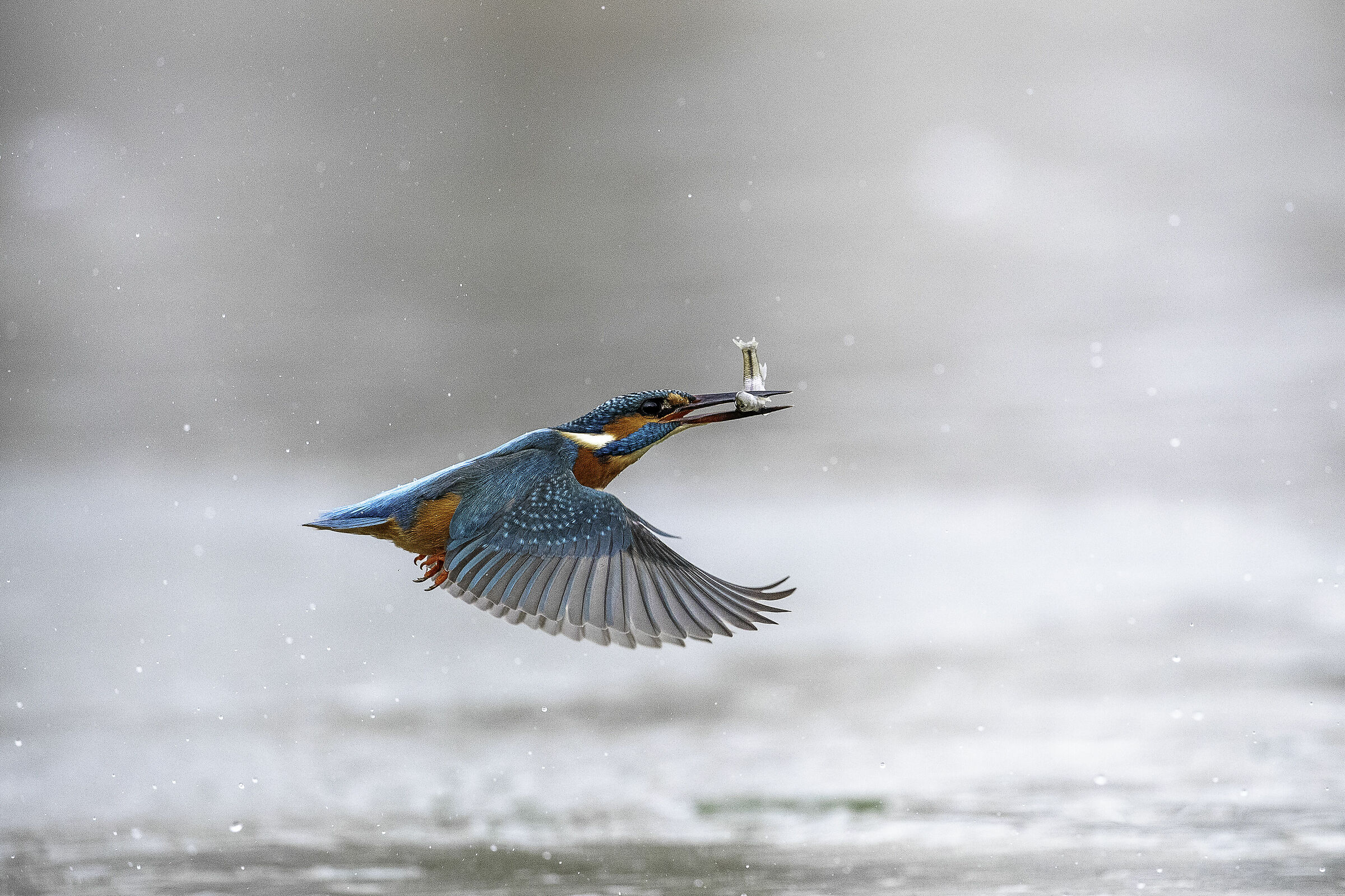 il tuffo del martino