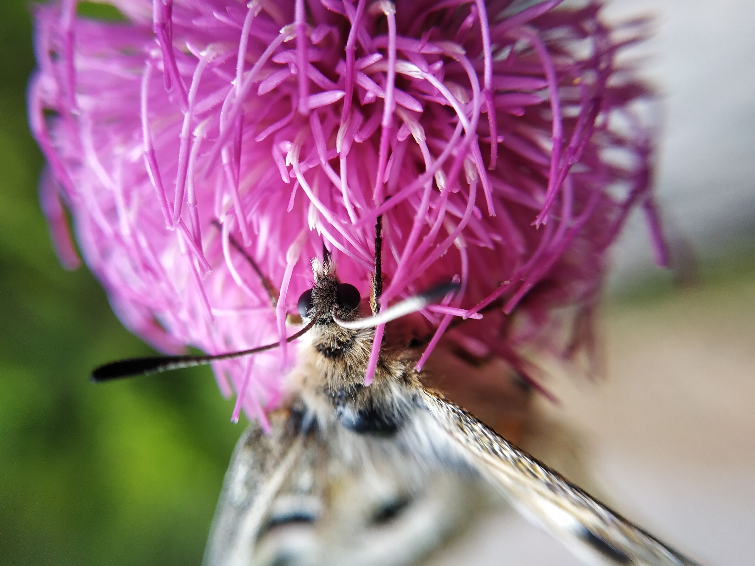Butterfly on flower