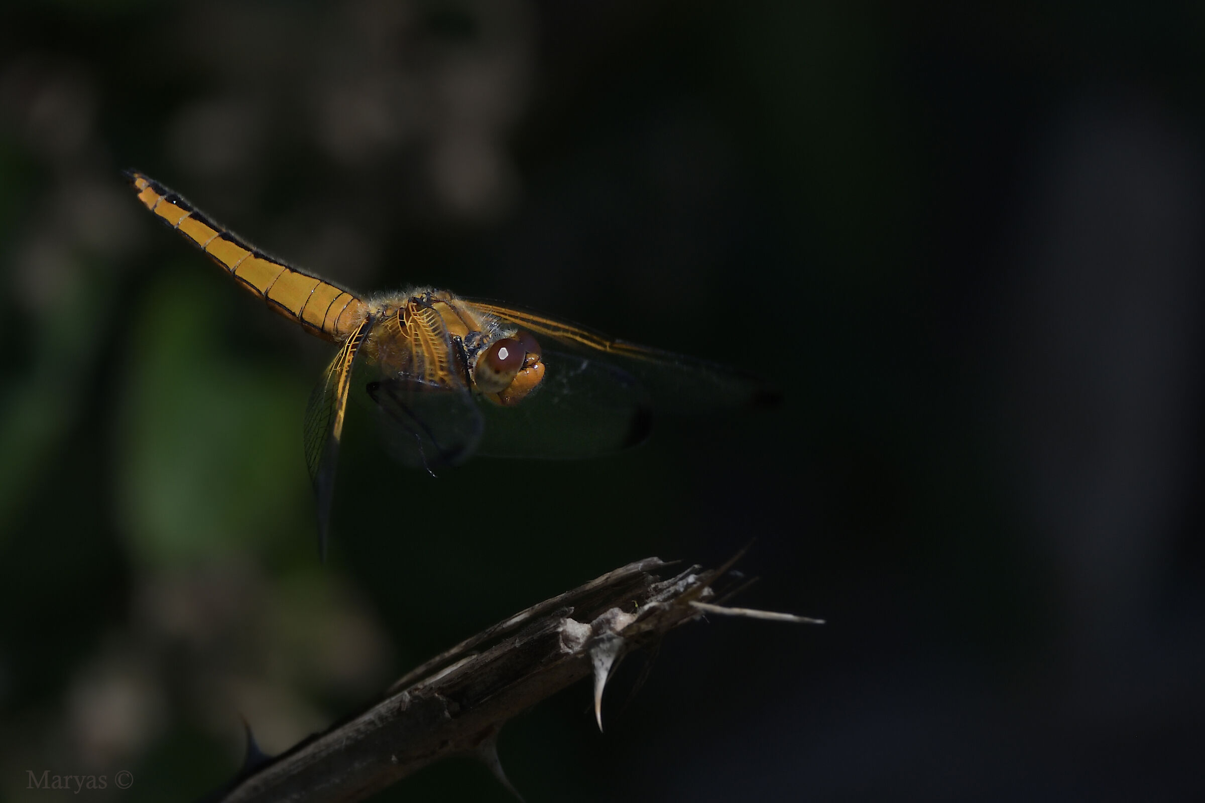 Verso uno spinoso relax