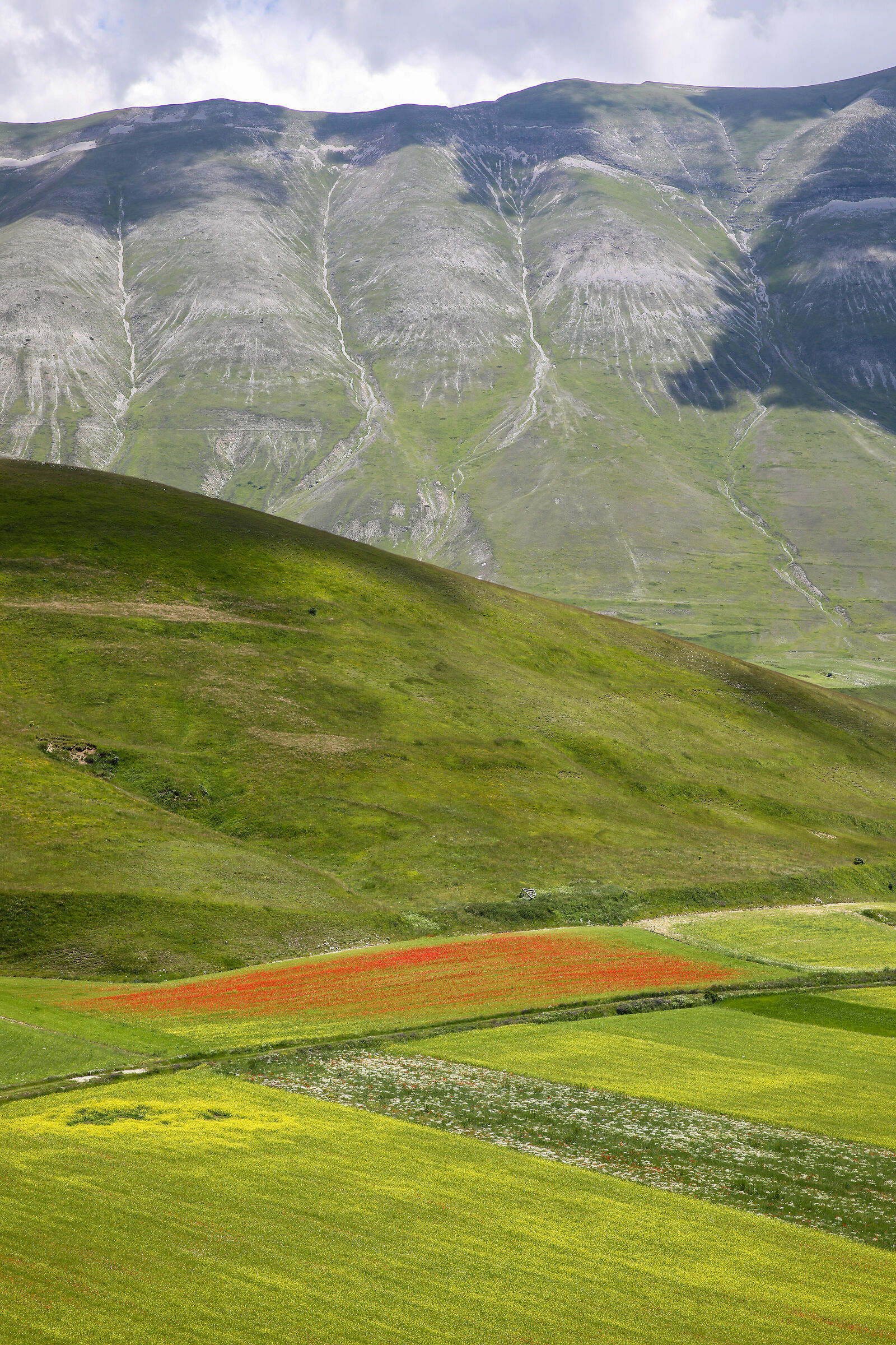 Flowering in Castelluccio di Norcia