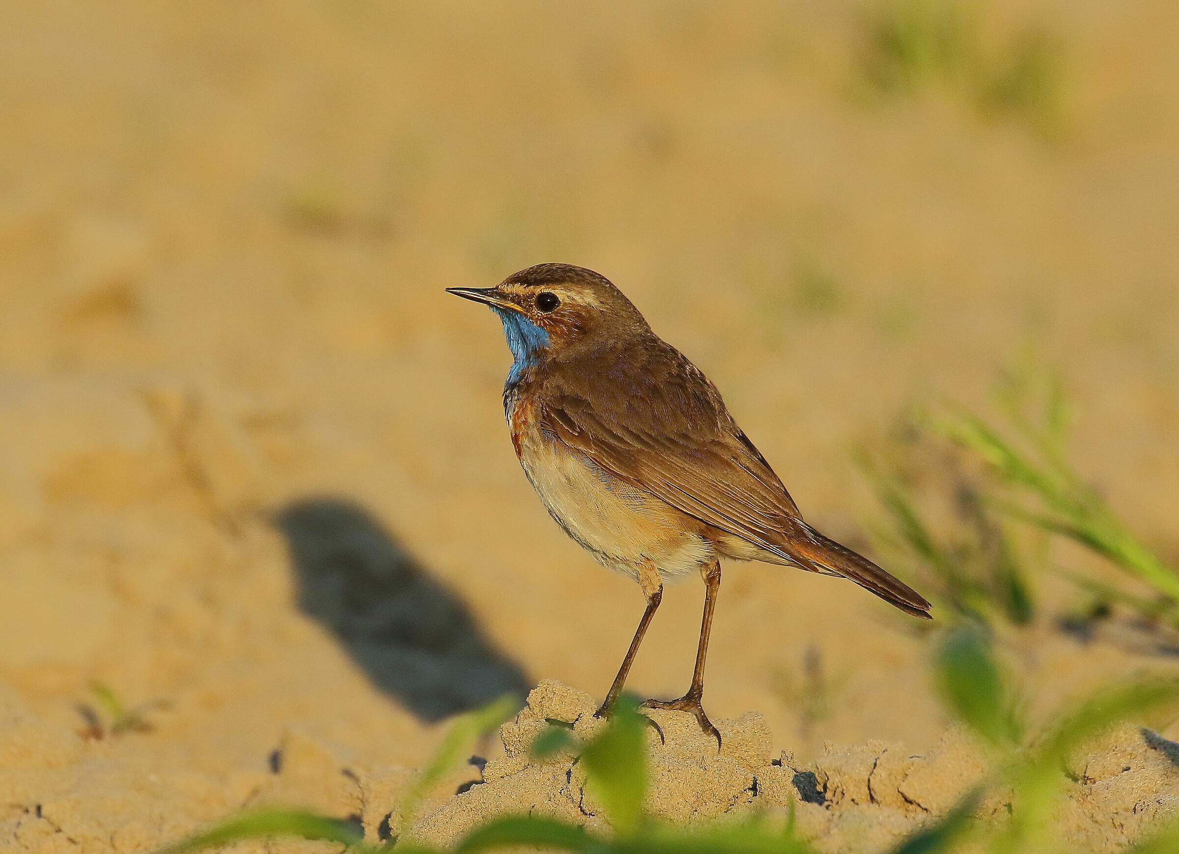 Pettazzurro al primo sole del mattino