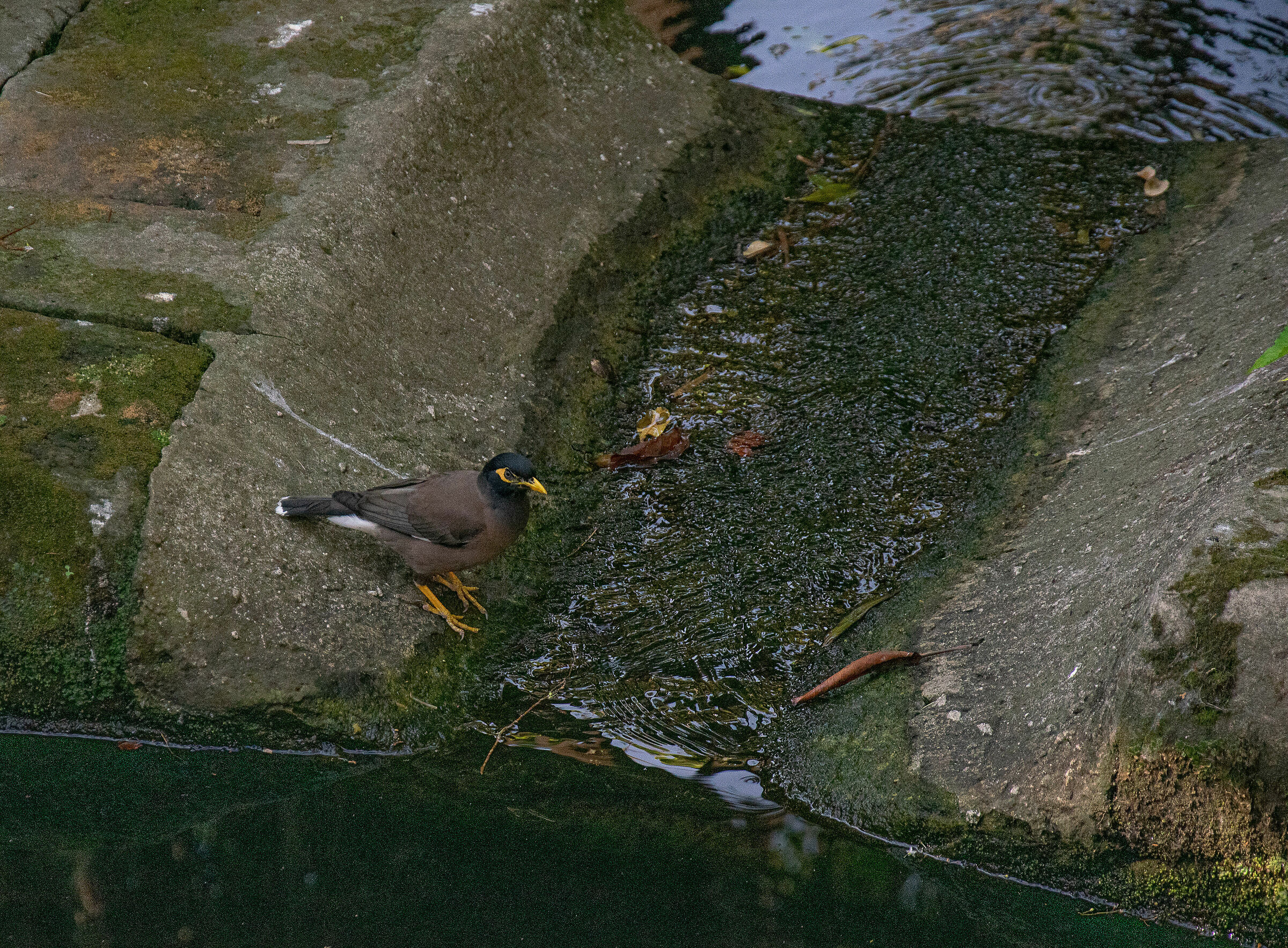 Mynah comune