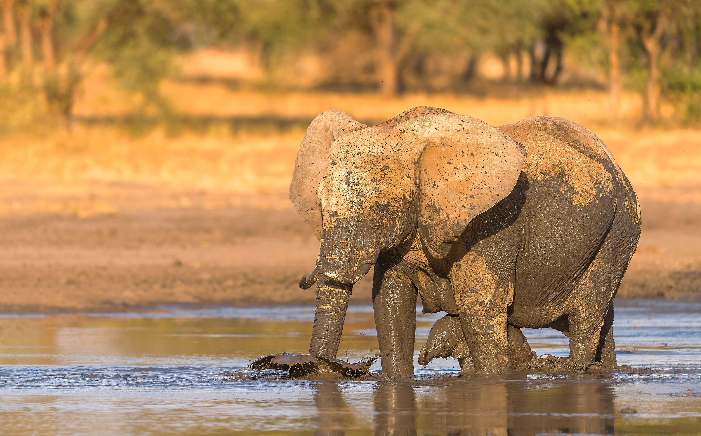 Elephant and calf, Tarangire.