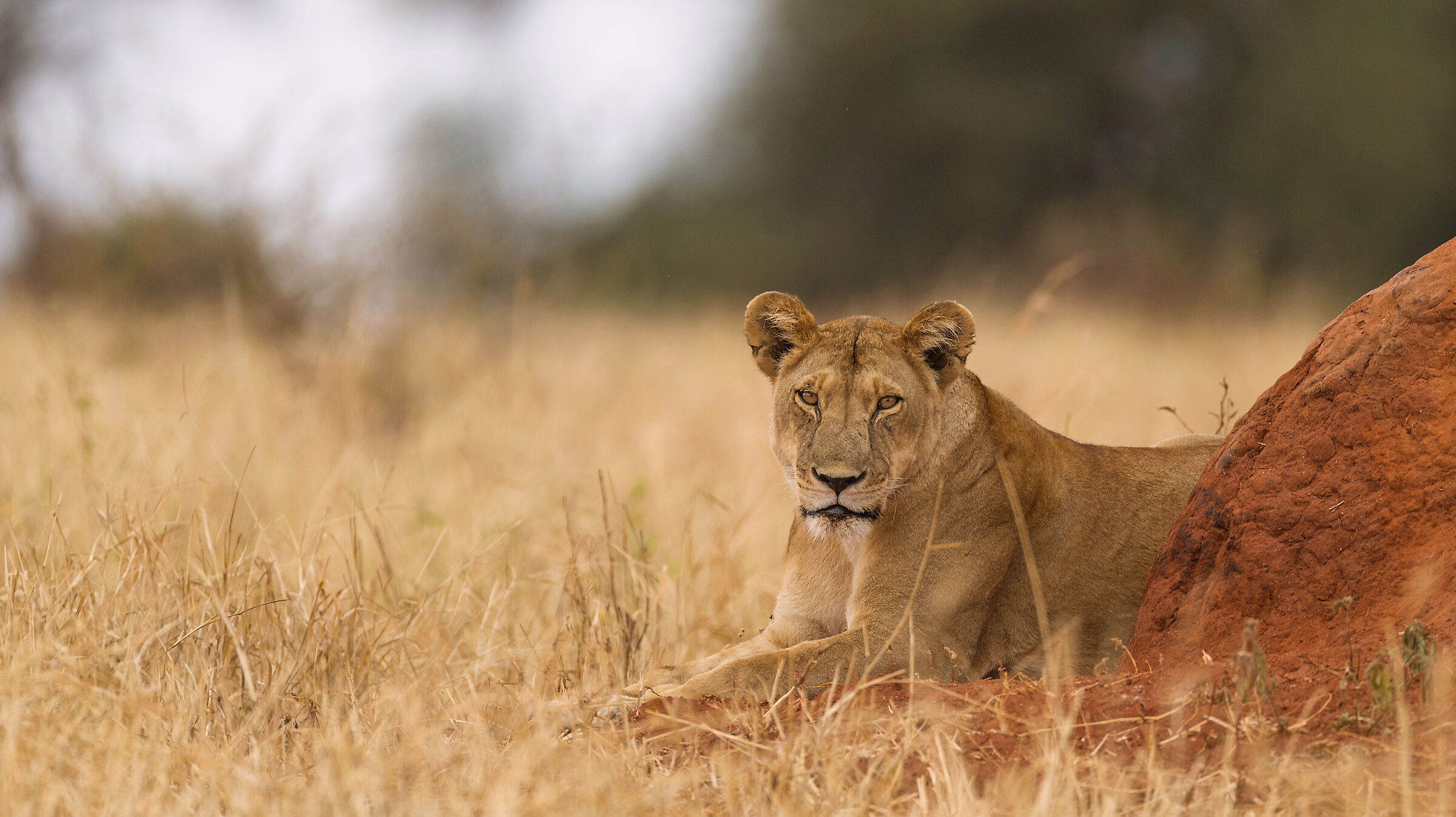 Lioness, Tarangire.