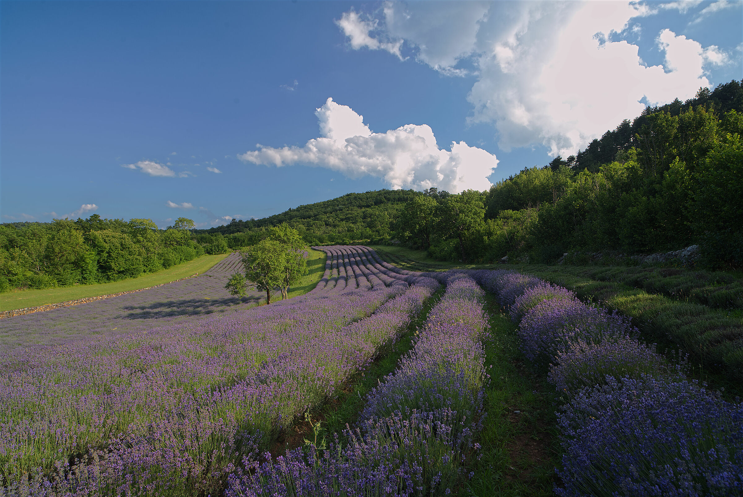 Lavender on the Carso