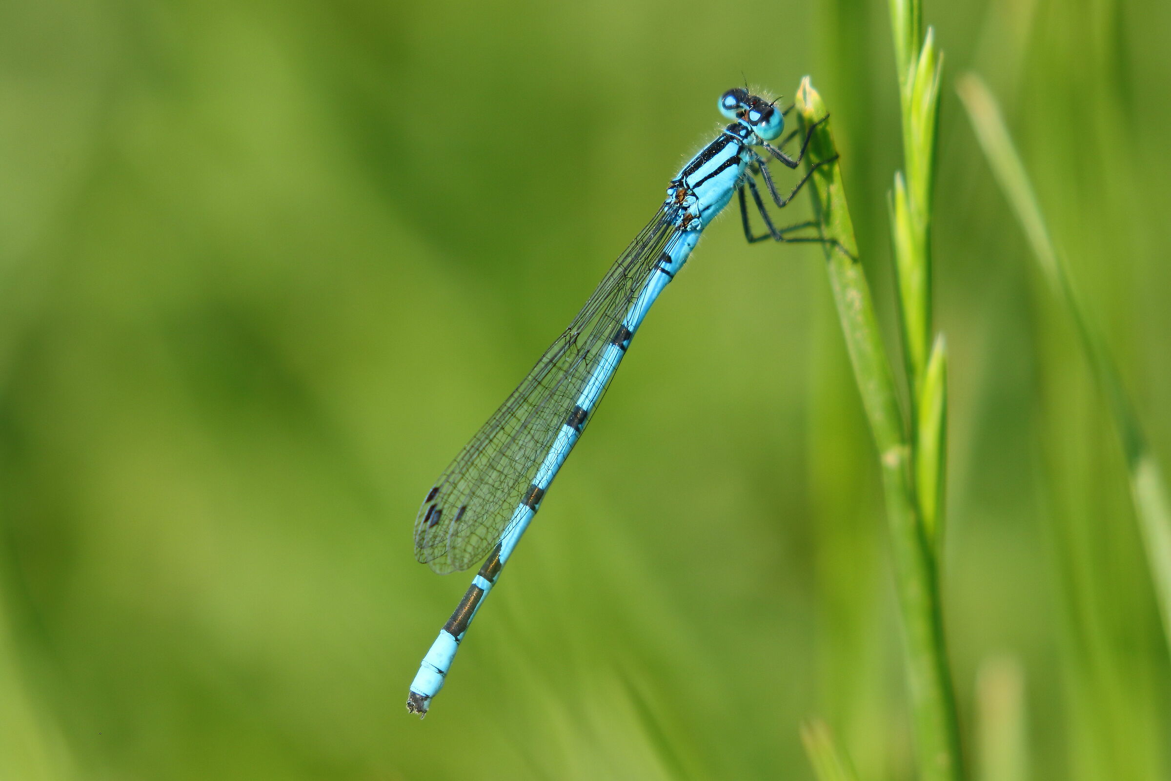 Blue dragonfly