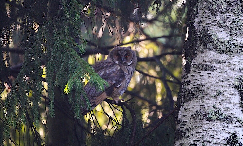 Small Common Owl