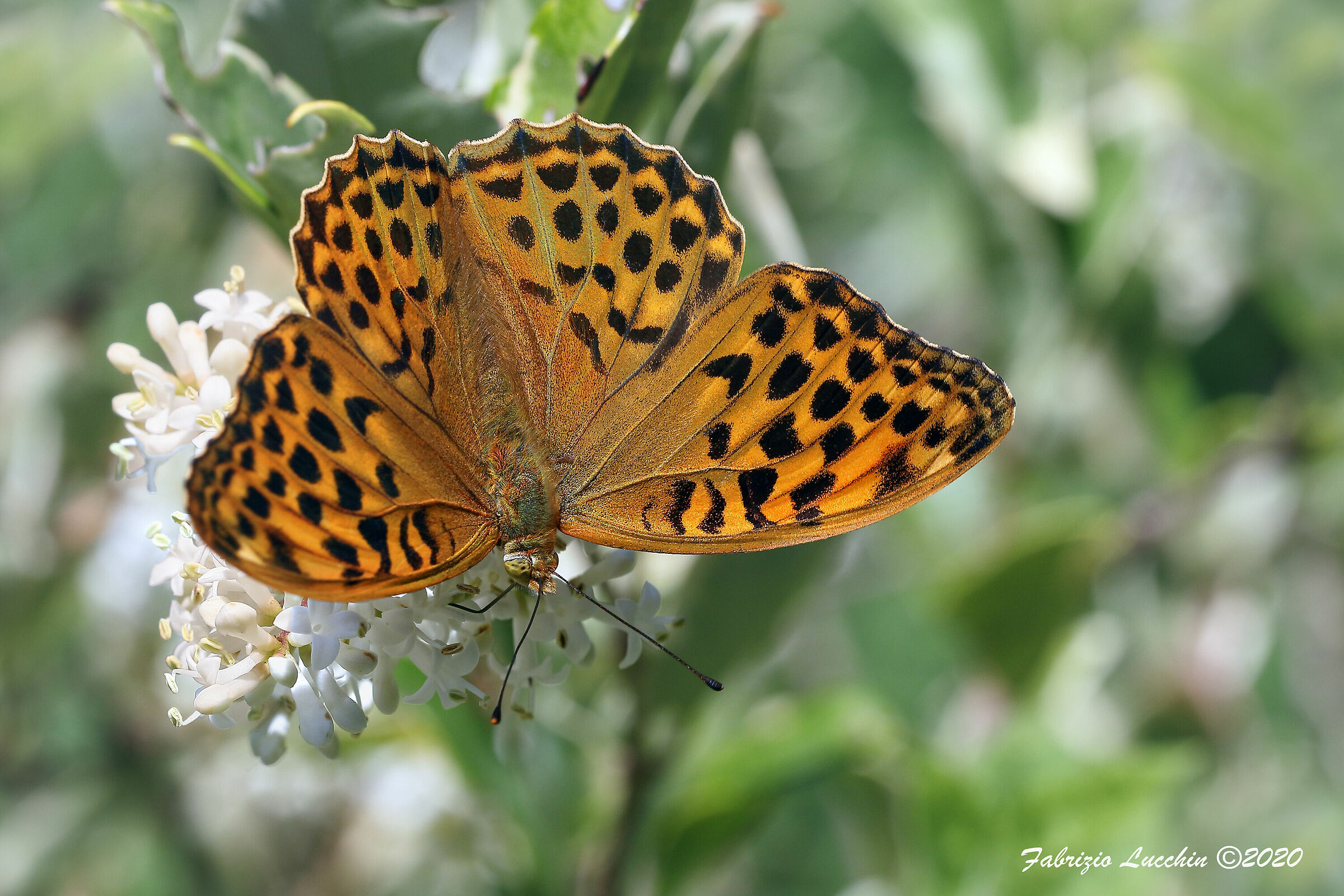 Argynnis paphia (esemplare femmina)