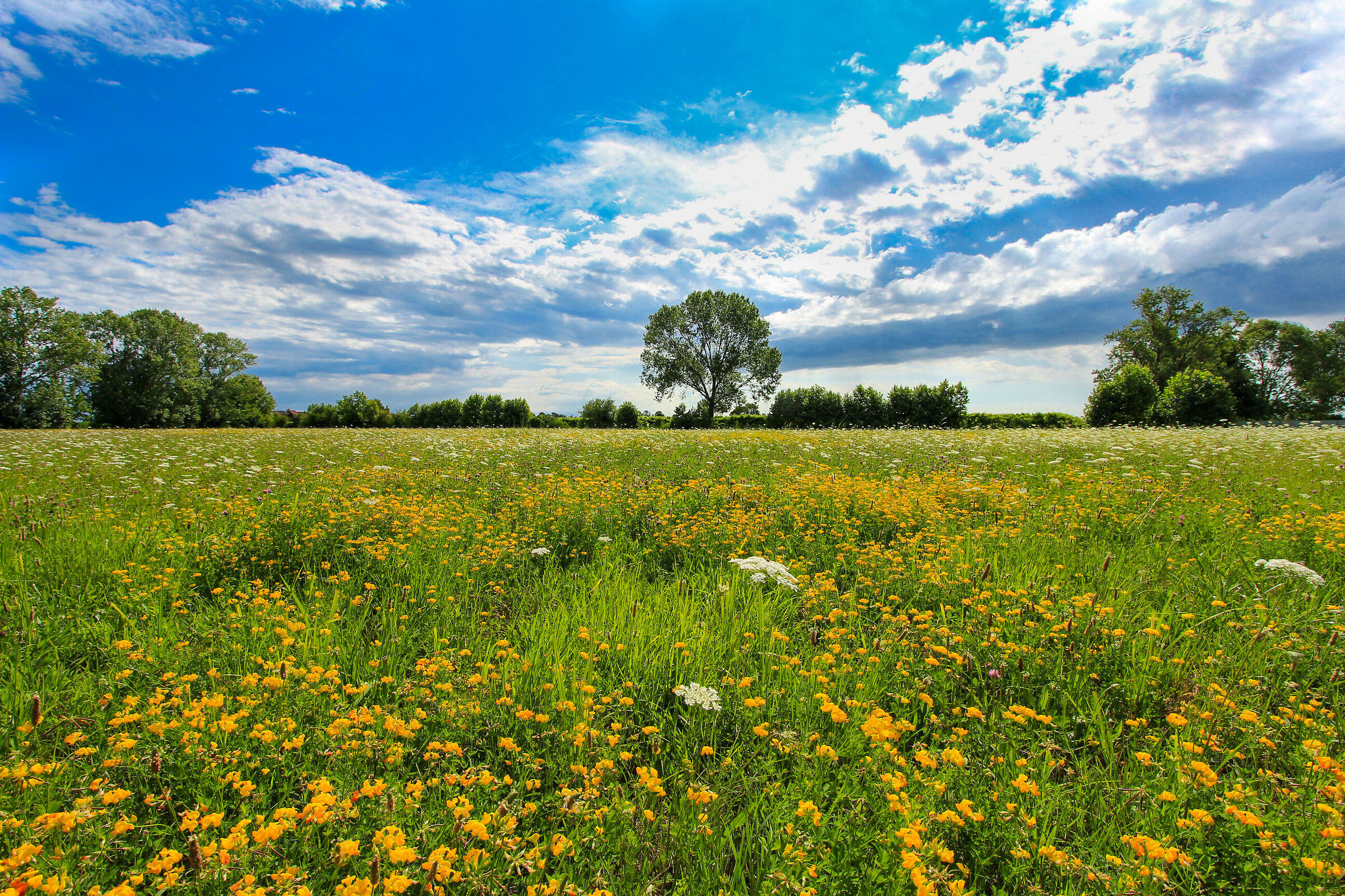 Un Bellissimo Campo Estivo