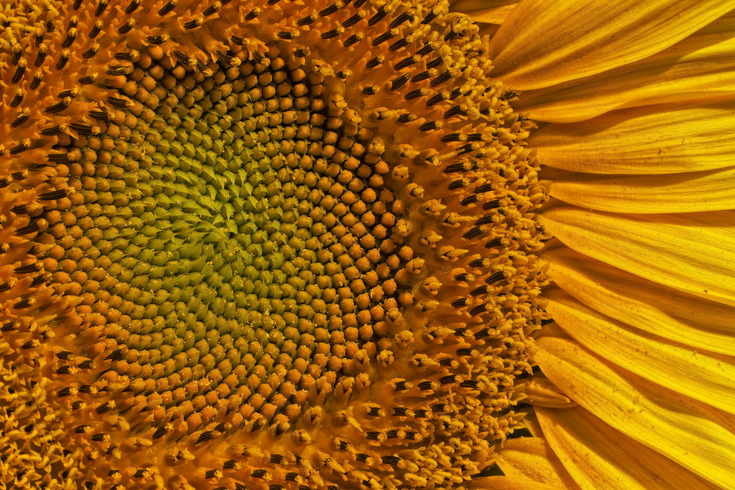 Inside the heart of the sunflower