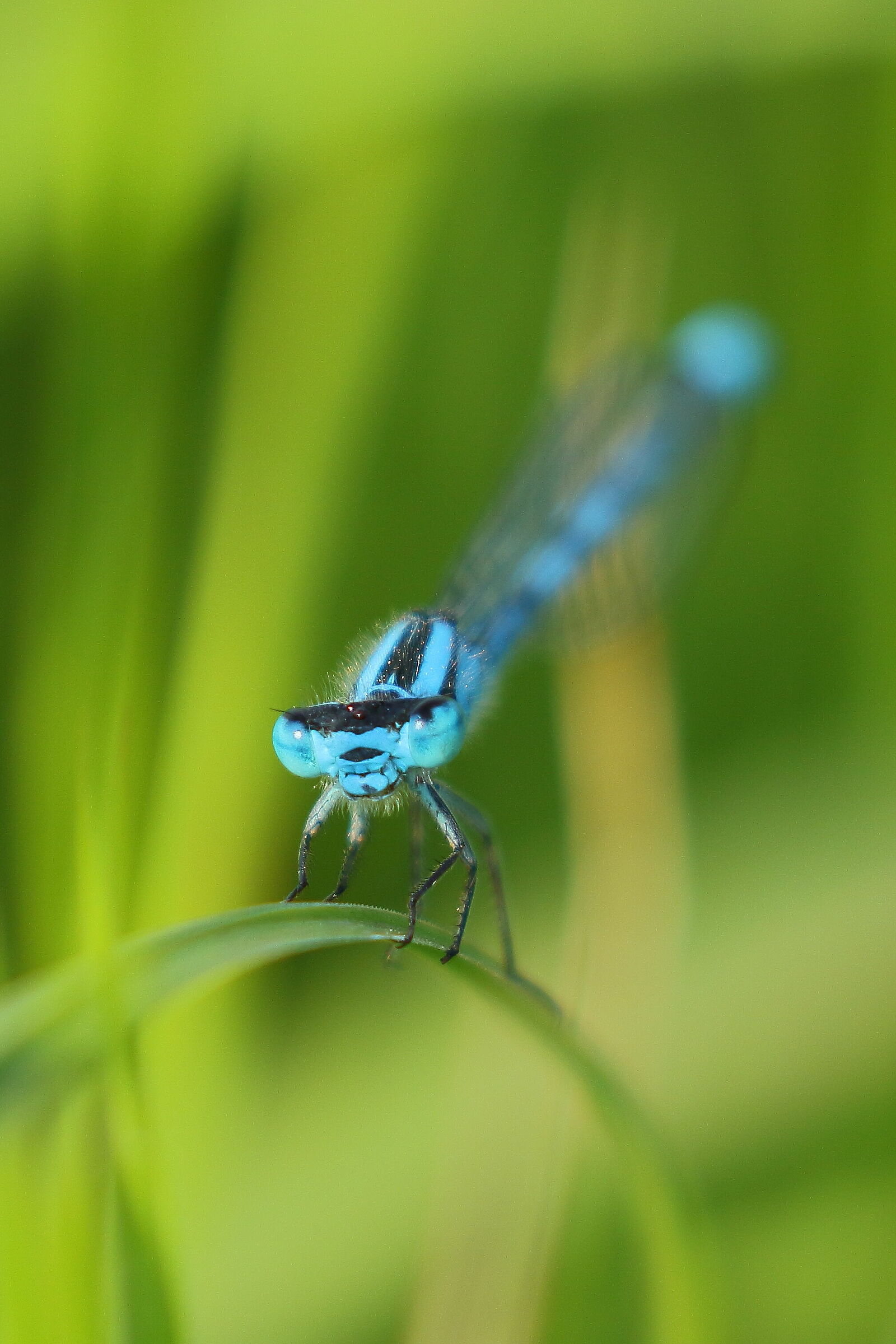 Blue dragonfly